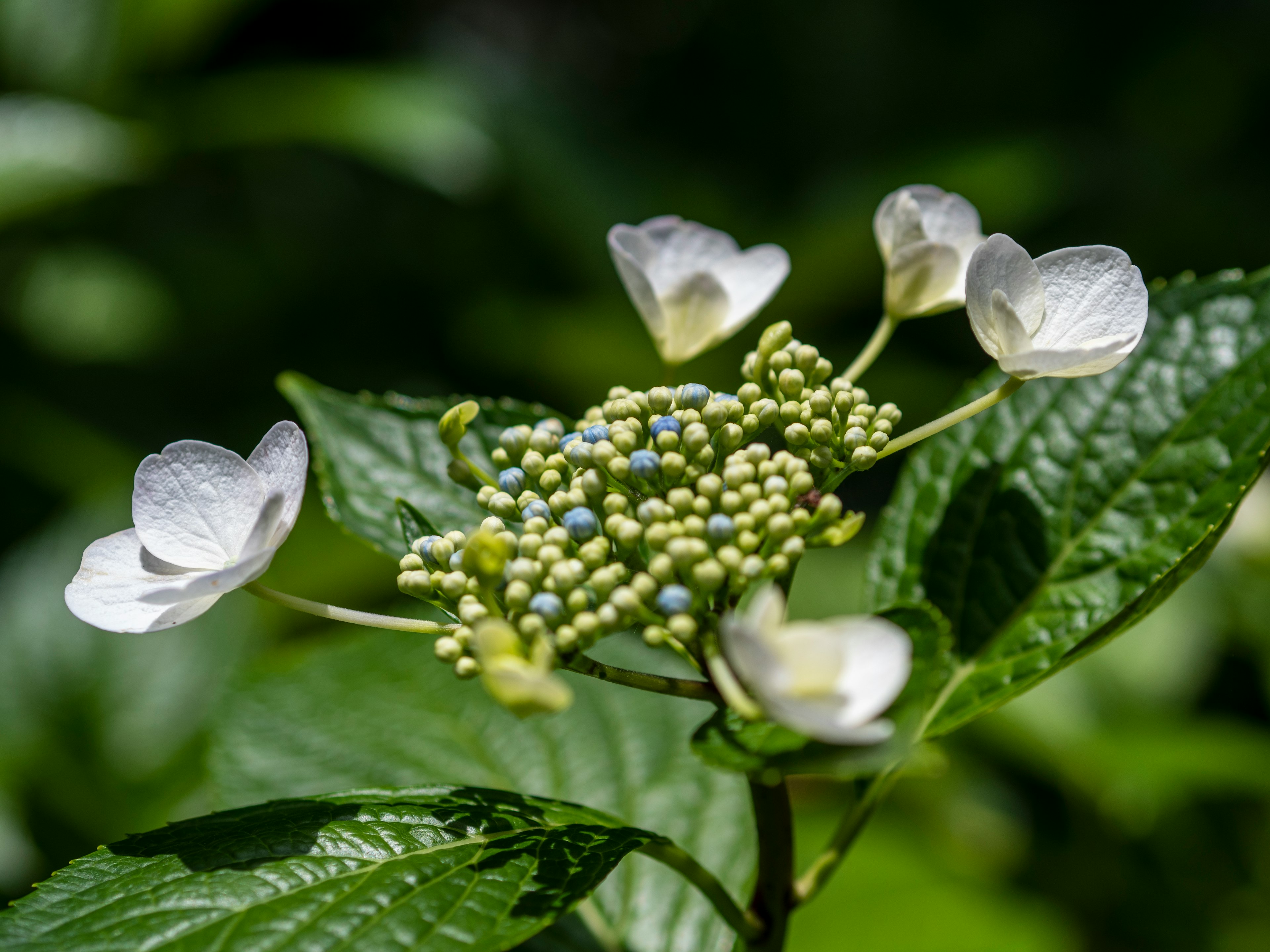 Acercamiento de una hermosa planta con flores blancas y hojas verdes