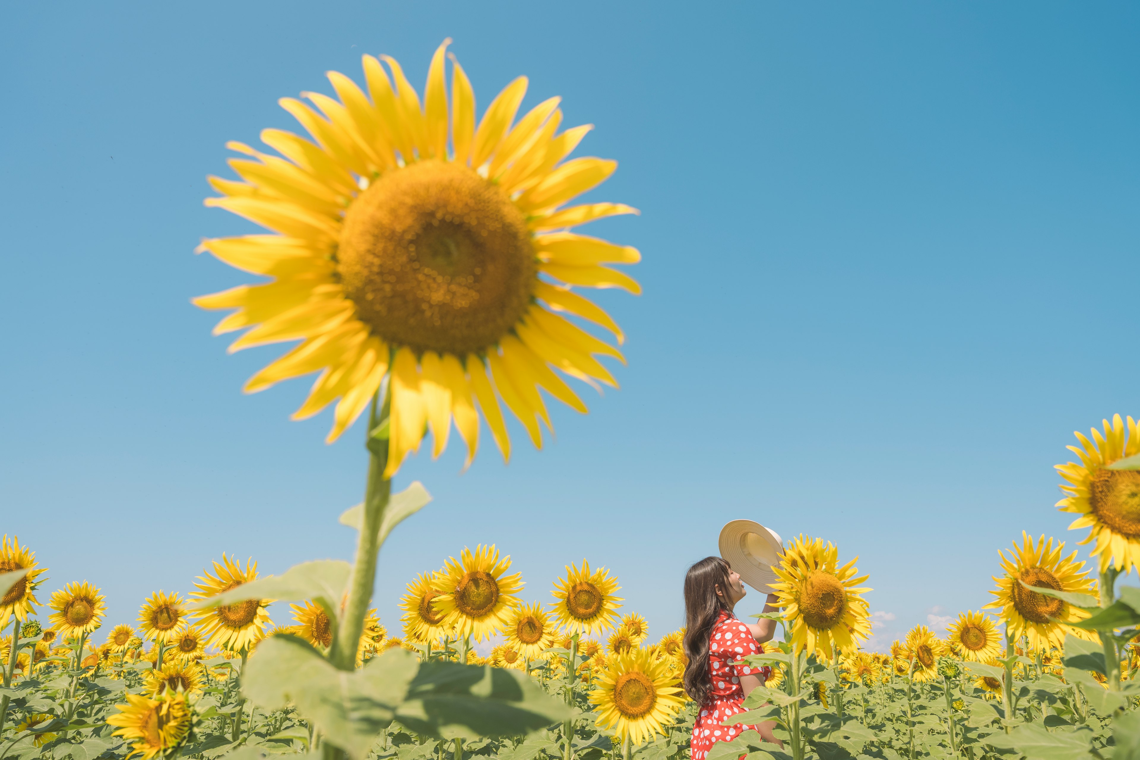 Una donna in un campo di girasoli con un grande girasole in primo piano