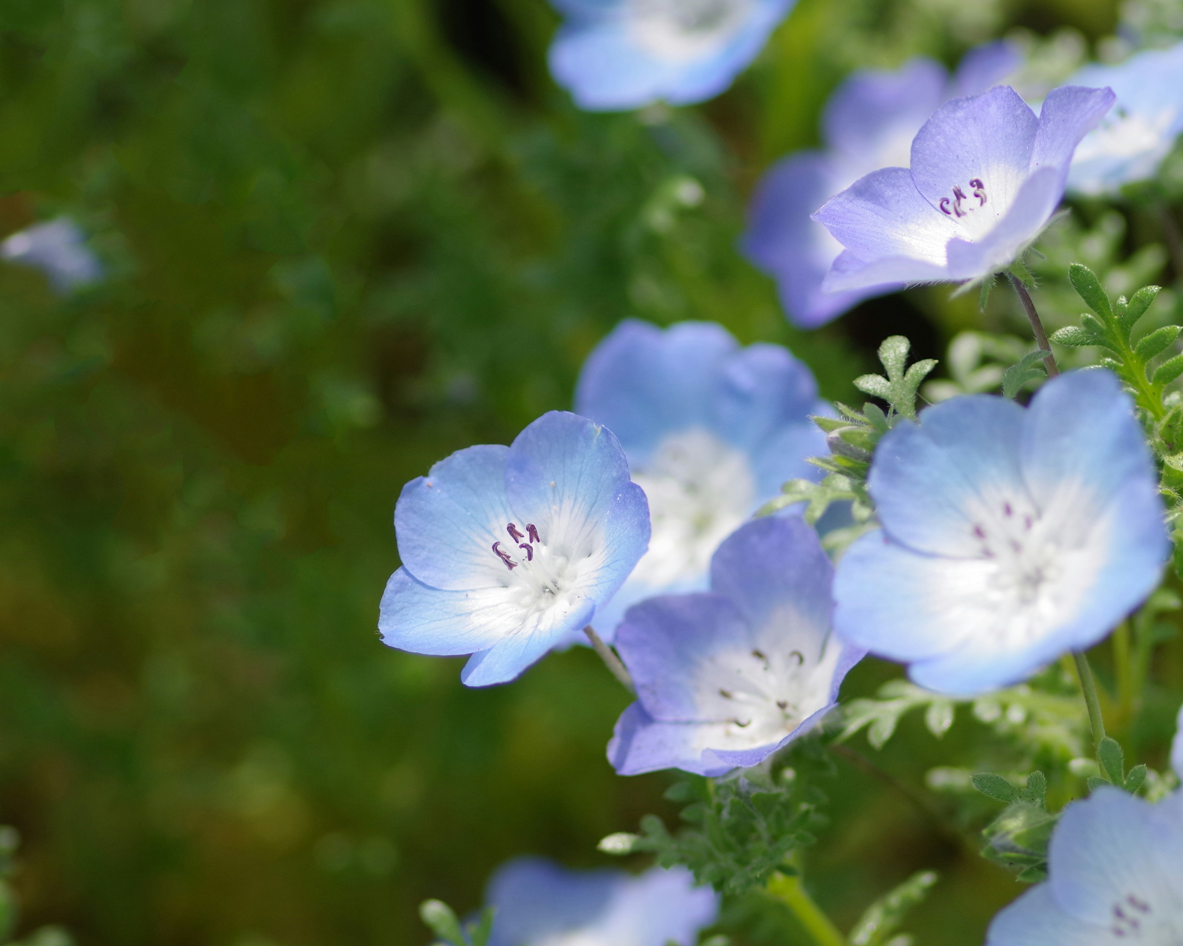 薄い青色の花が咲いている風景