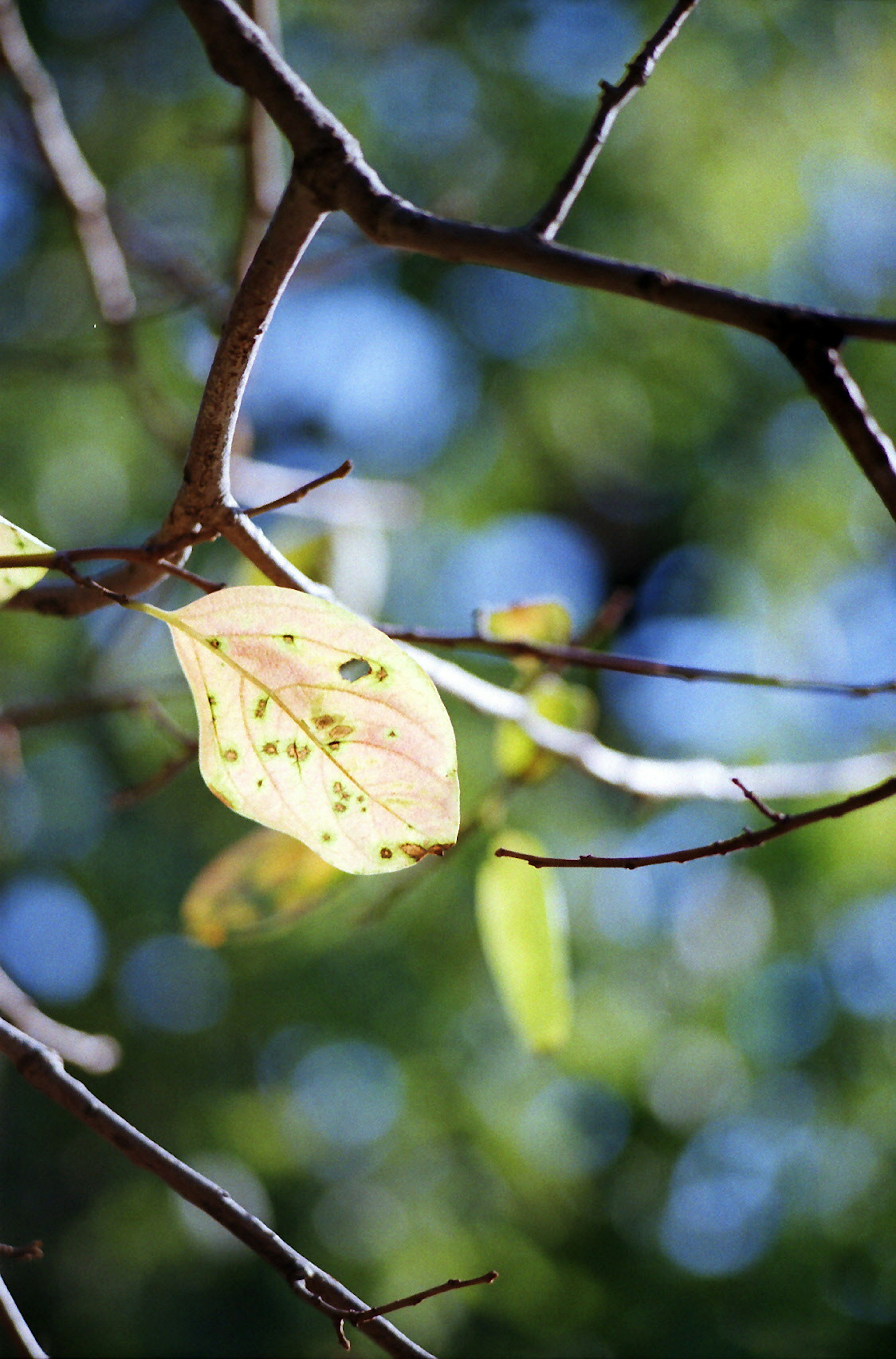 A leaf illuminated by light among branches