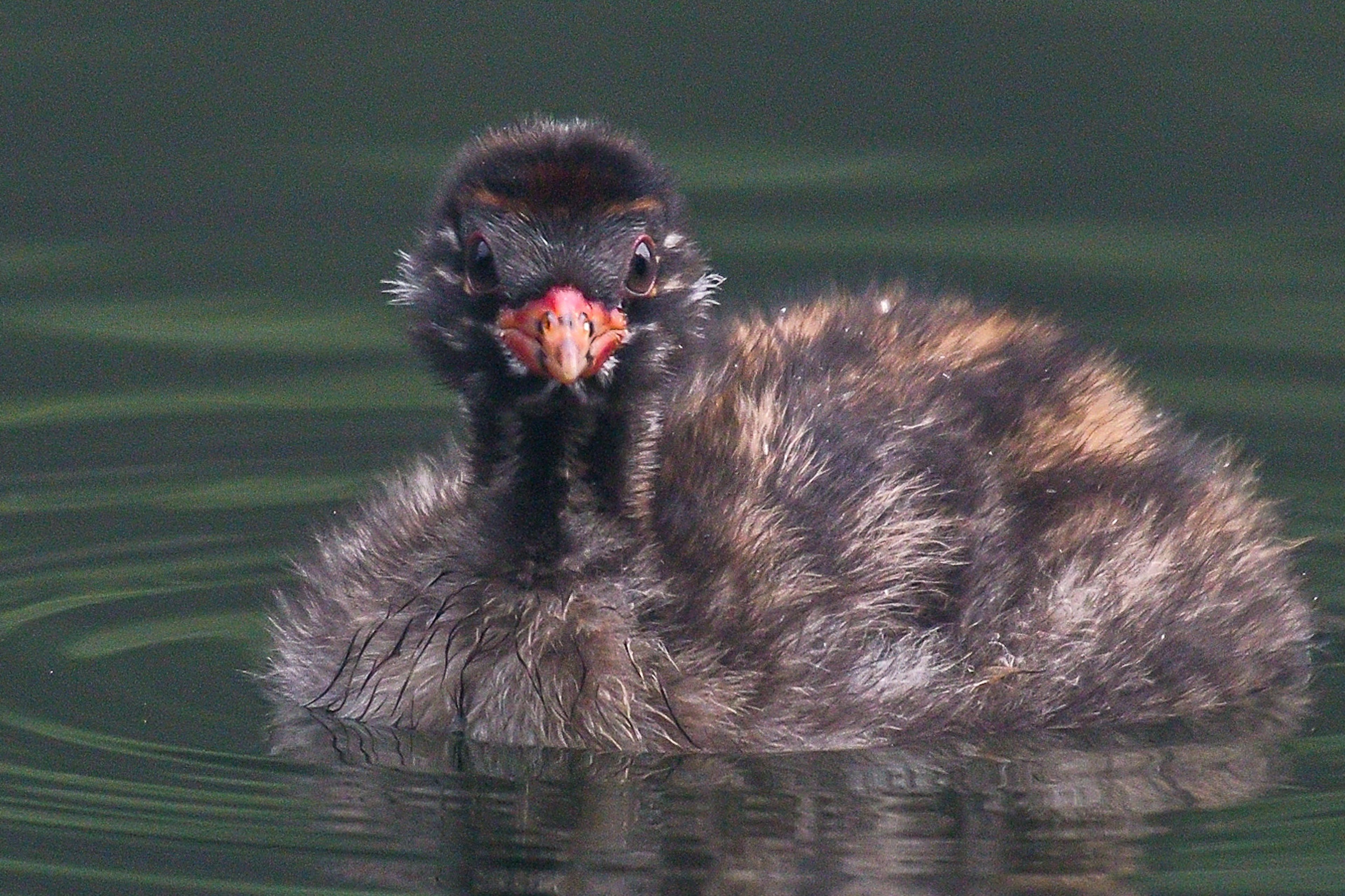 Un poussin de foulque flottant sur l'eau avec un bec rouge et un plumage duveteux