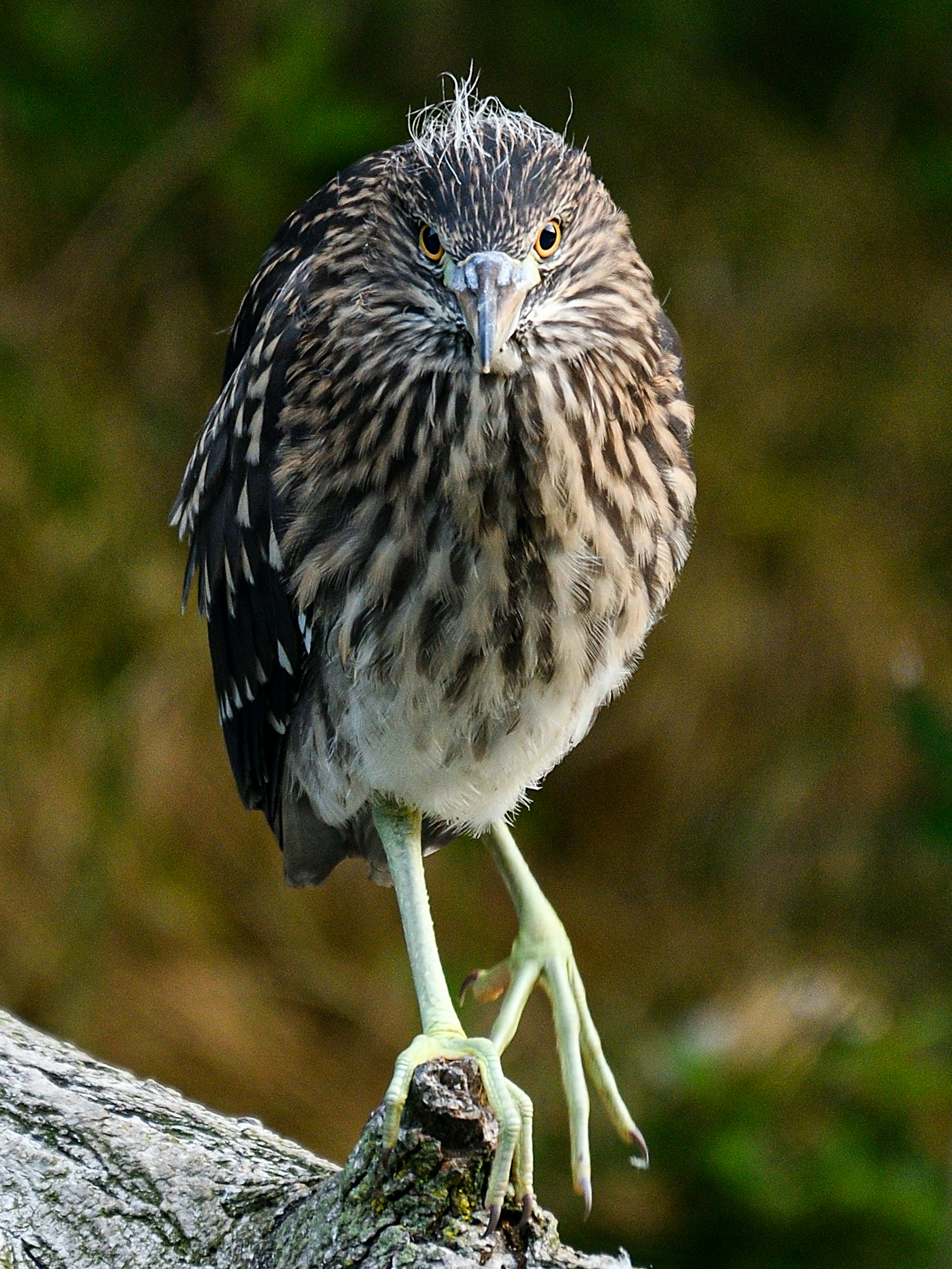 Ein junger Vogel steht auf einem Ast und zeigt auffällige Federn und Augen