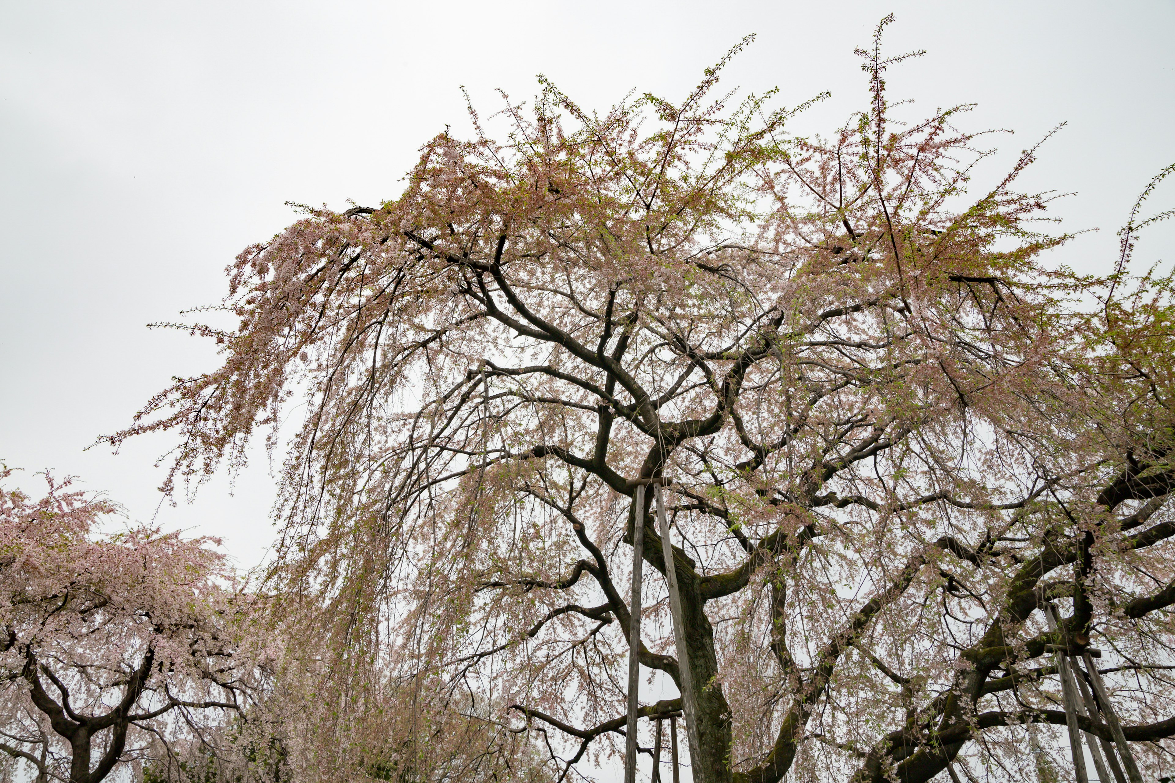 Bäume mit blassen Kirschblüten, die zum Himmel wachsen