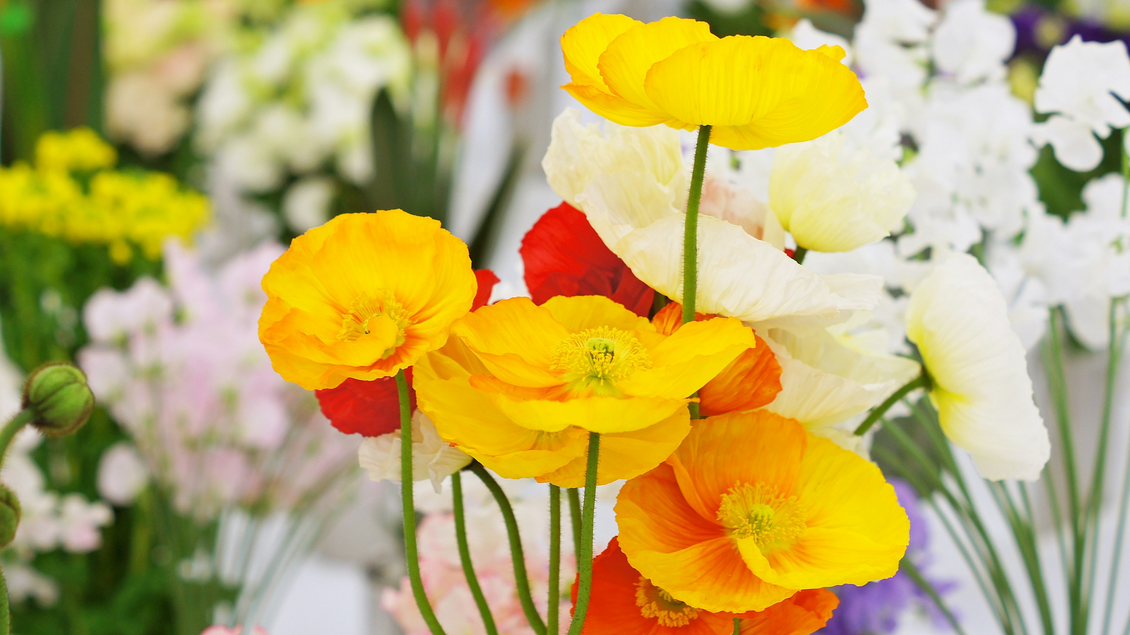 鮮やかな黄色とオレンジの花が咲いている花束のクローズアップ