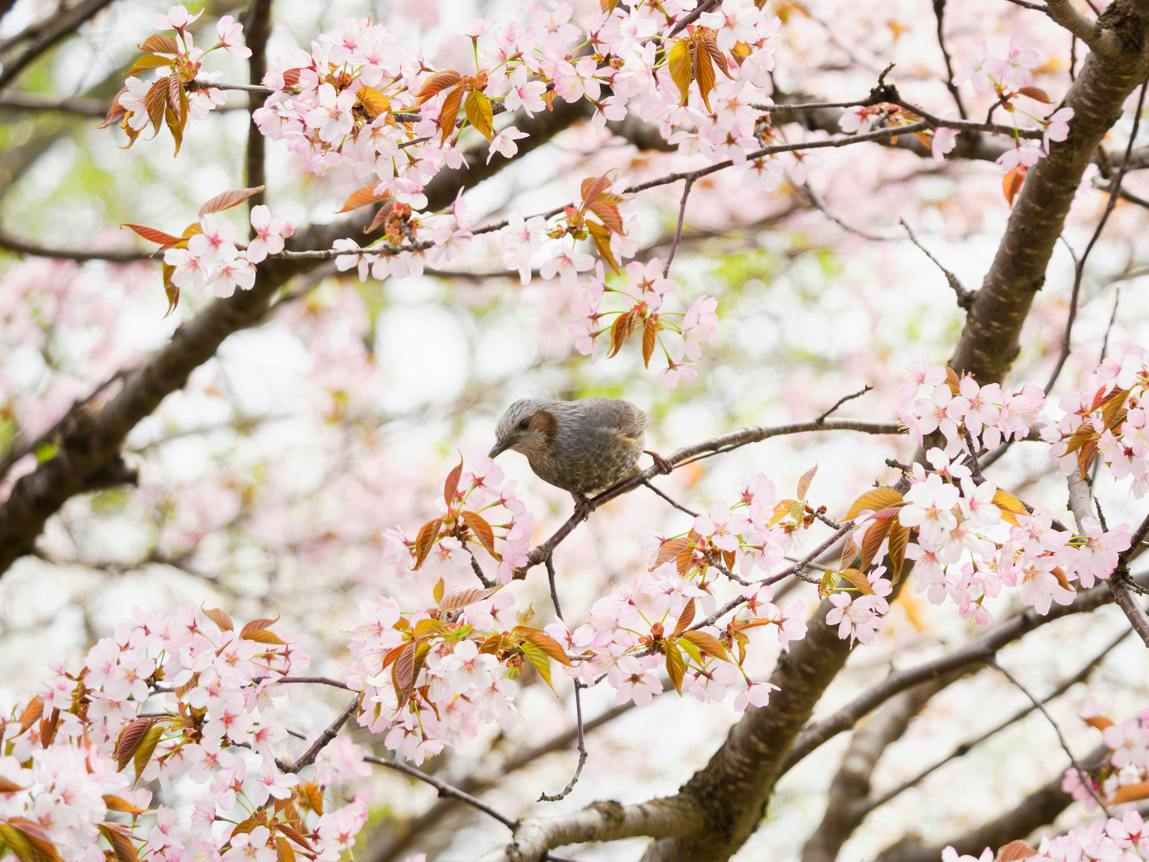 Une belle scène d'un oiseau parmi des cerisiers en fleurs