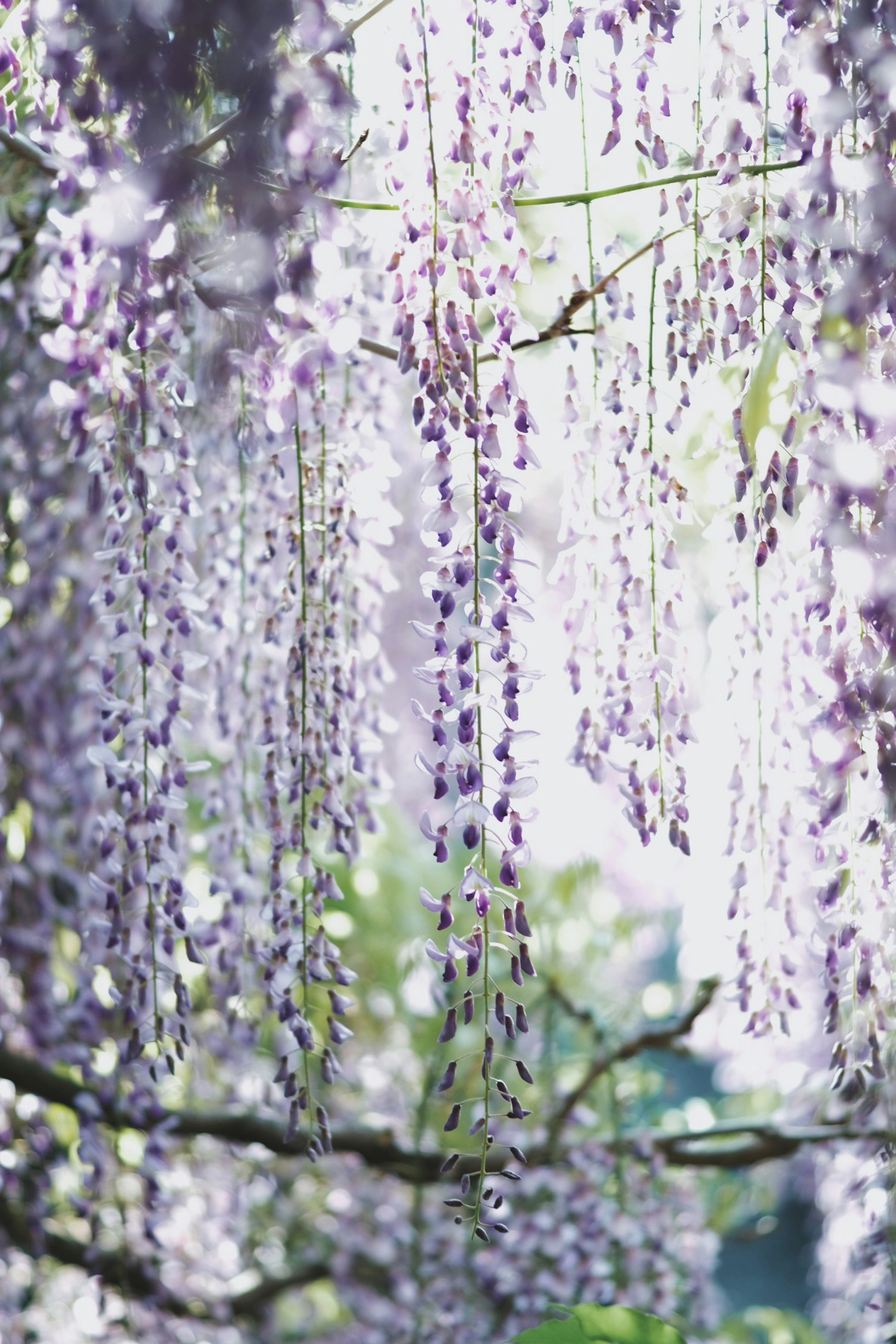 Belle vue de fleurs de glycines en cascade