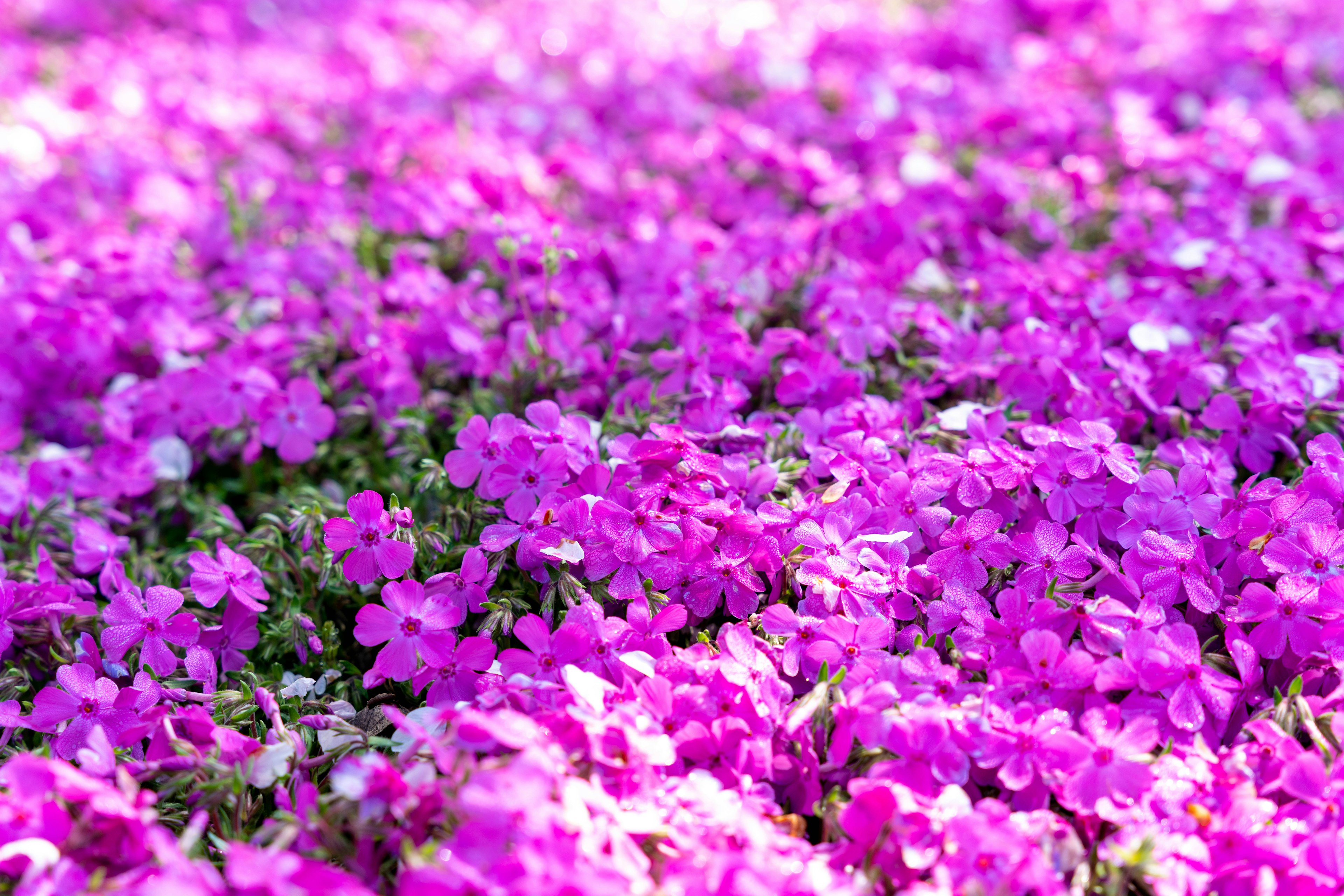 Primer plano de un campo de flores moradas vibrantes