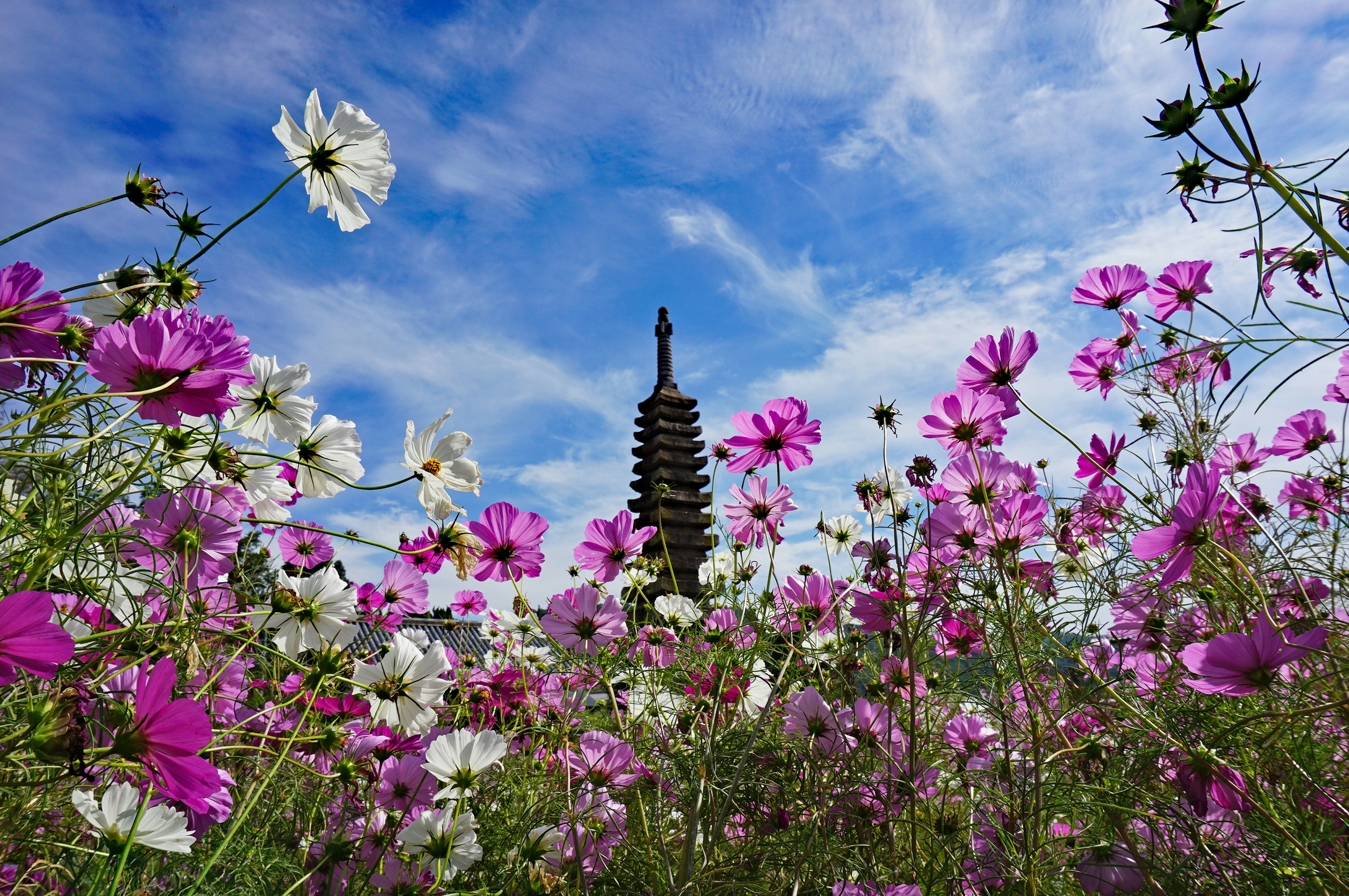 Tower surrounded by colorful flowers under a blue sky