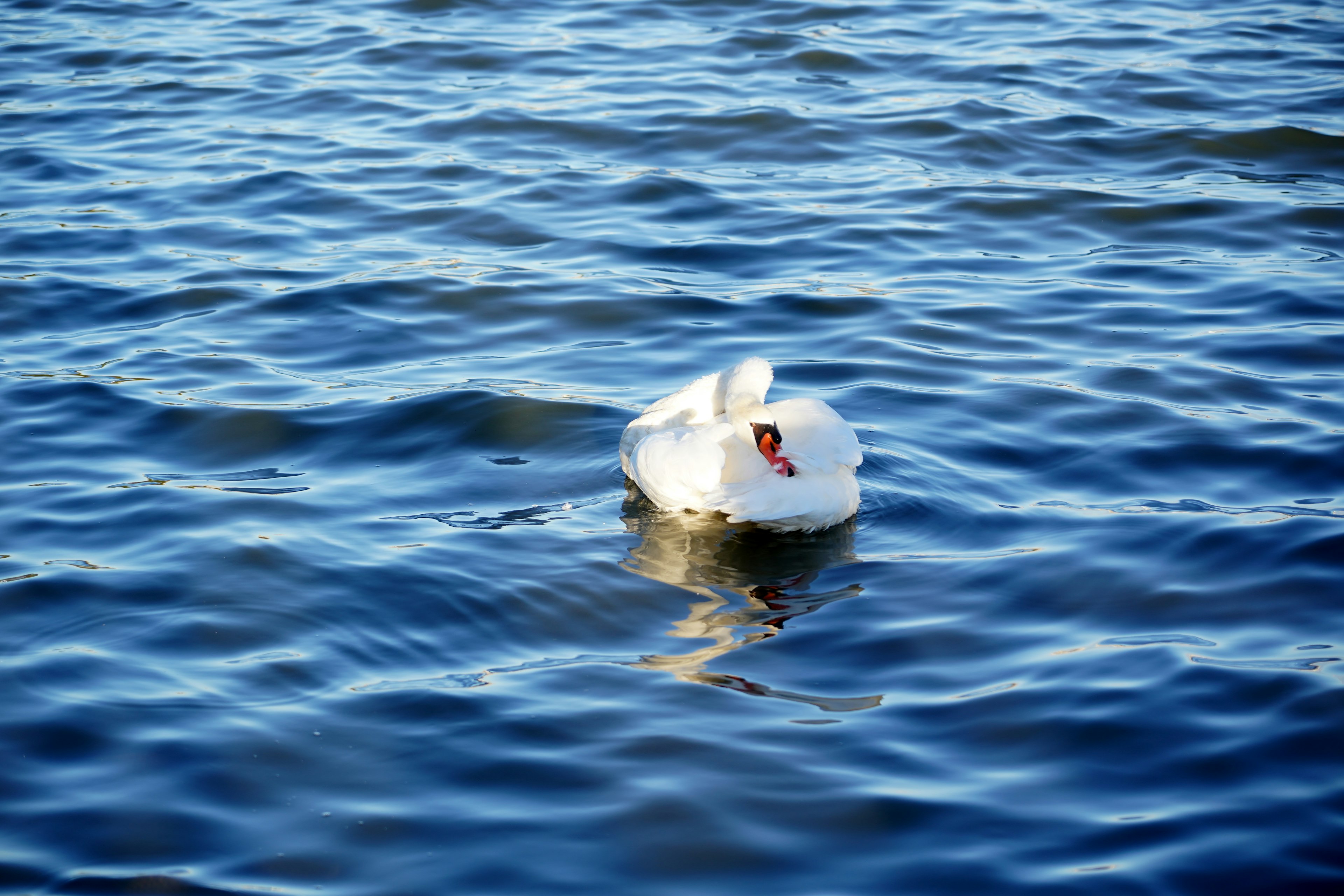 Un cigno bianco che galleggia su una superficie d'acqua blu