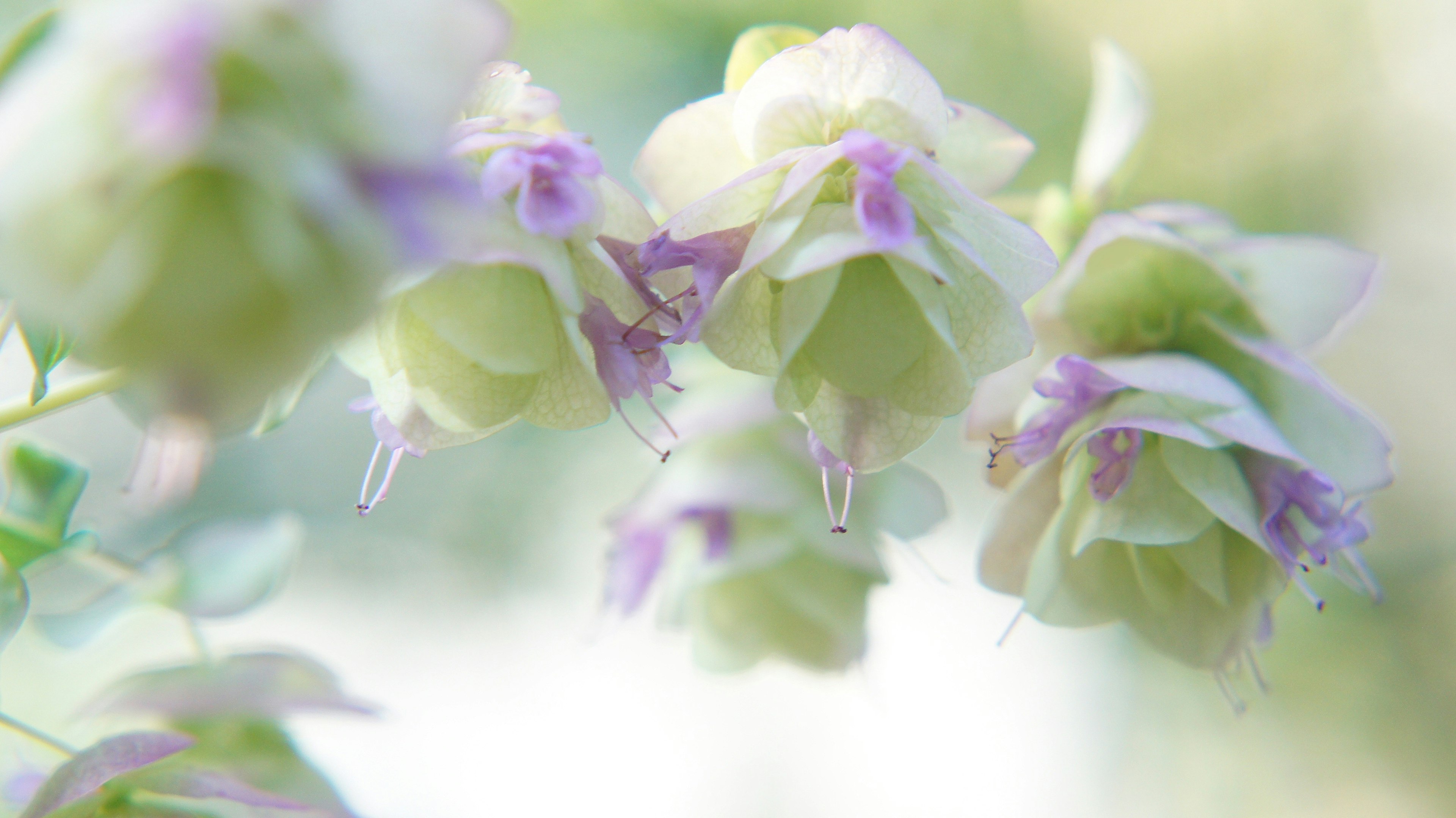 淡い色合いの花が咲いている様子