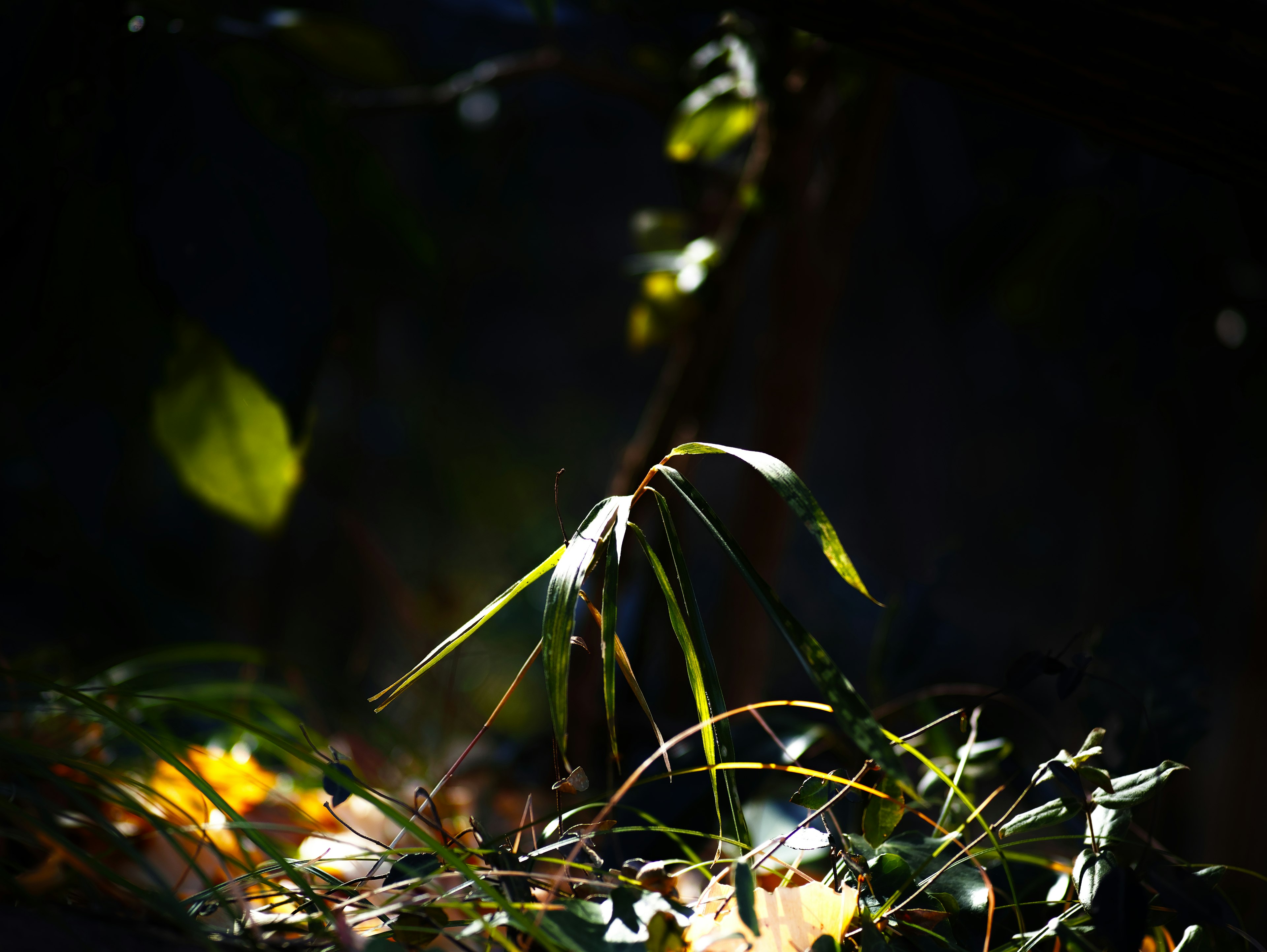 Herbe verte et feuilles illuminées sur un fond sombre