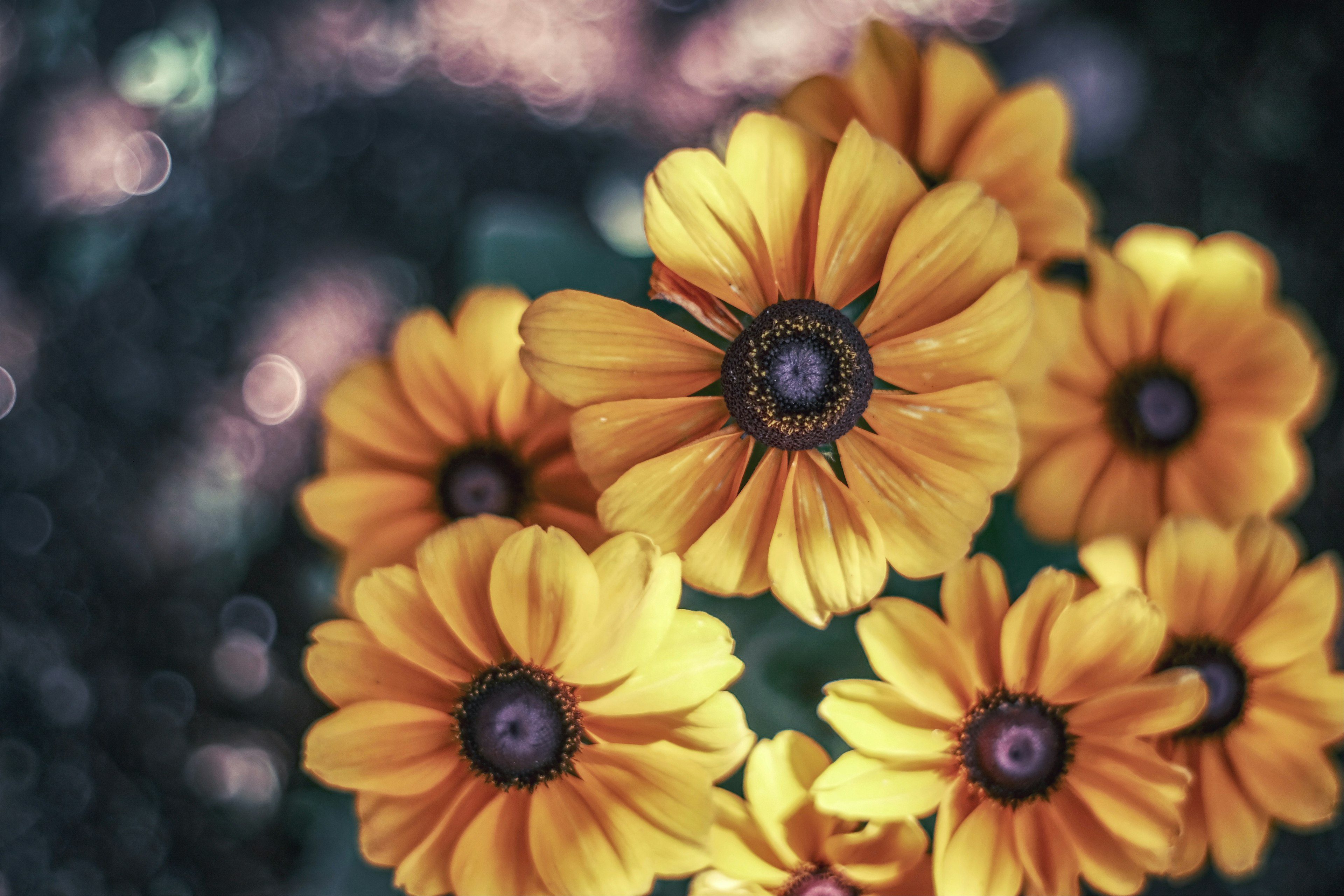 Un grupo de flores amarillas vibrantes con centros oscuros