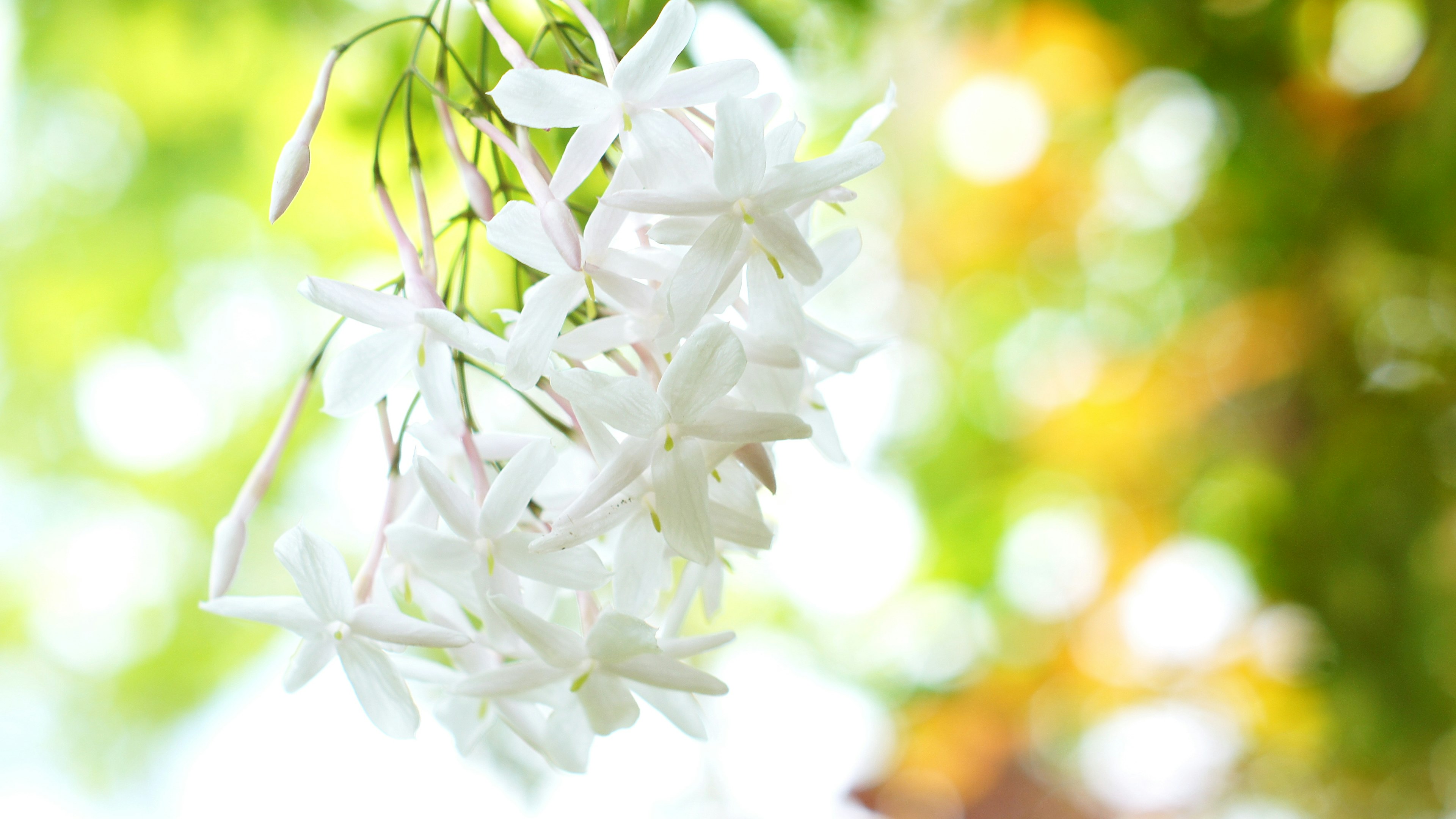 Weiße Jasminblüten hängen vor einem verschwommenen grünen Hintergrund