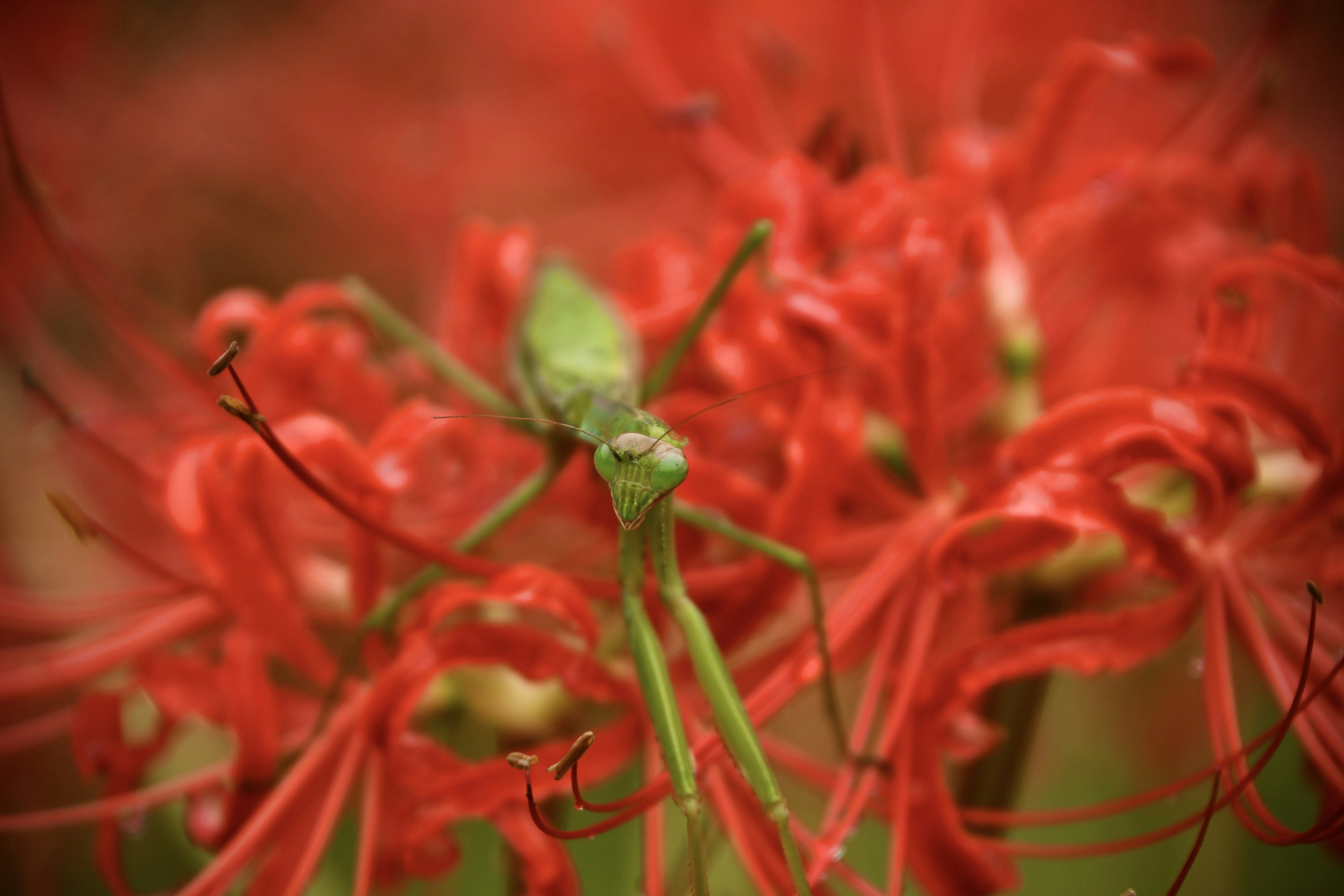 Grüne Heuschrecke zwischen leuchtend roten Blumen