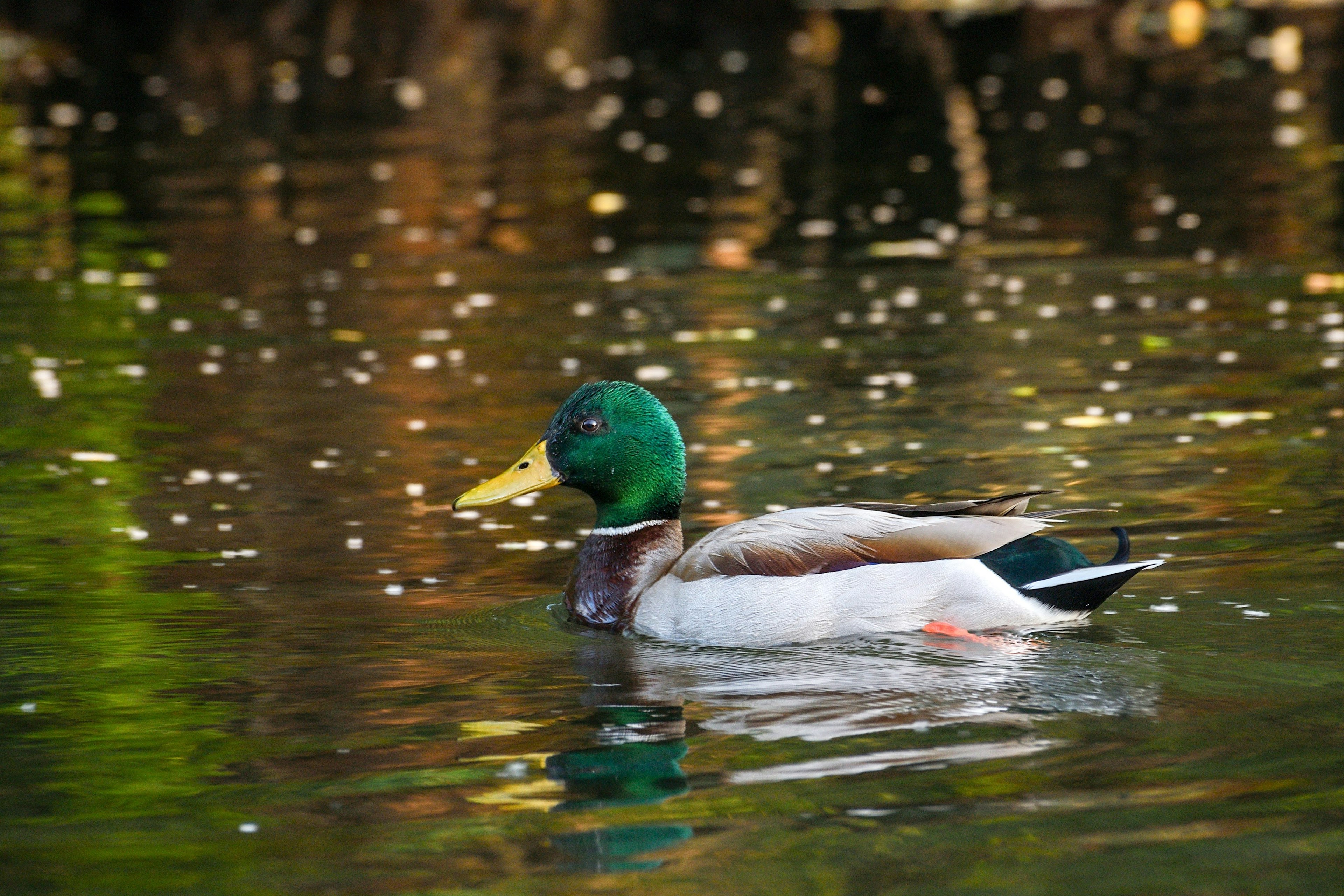 Pato macho nadando en el agua con cabeza verde y cuerpo blanco