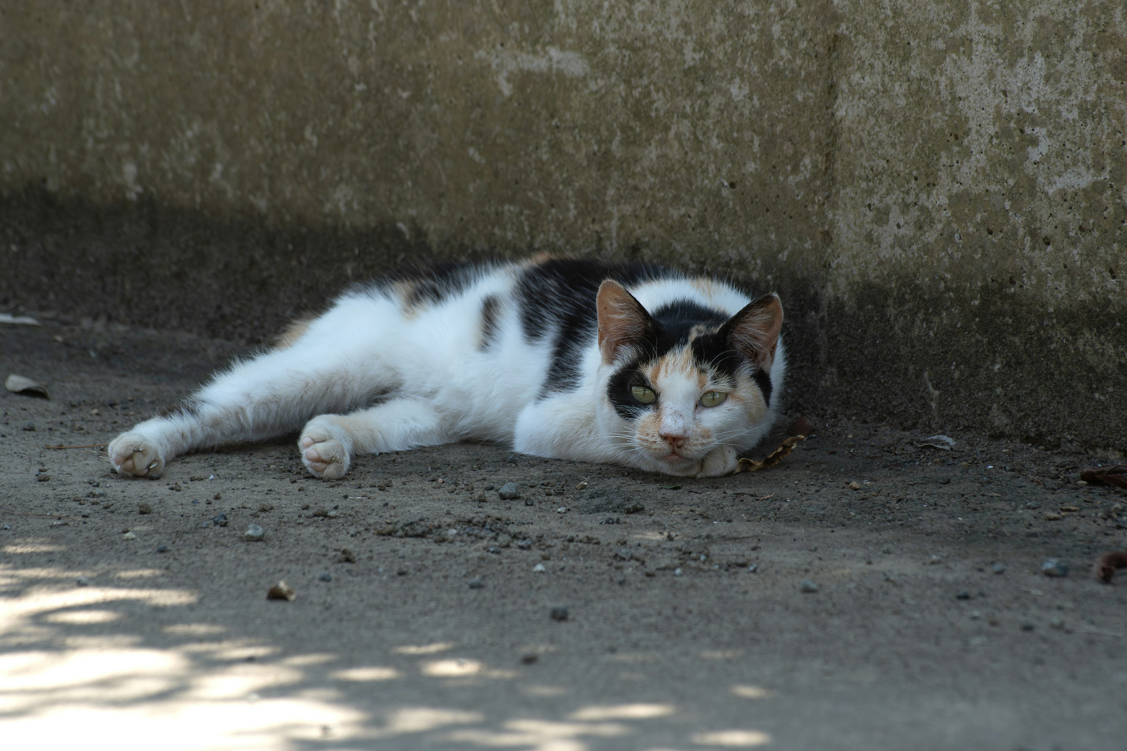 Un gato calico acostado al sol