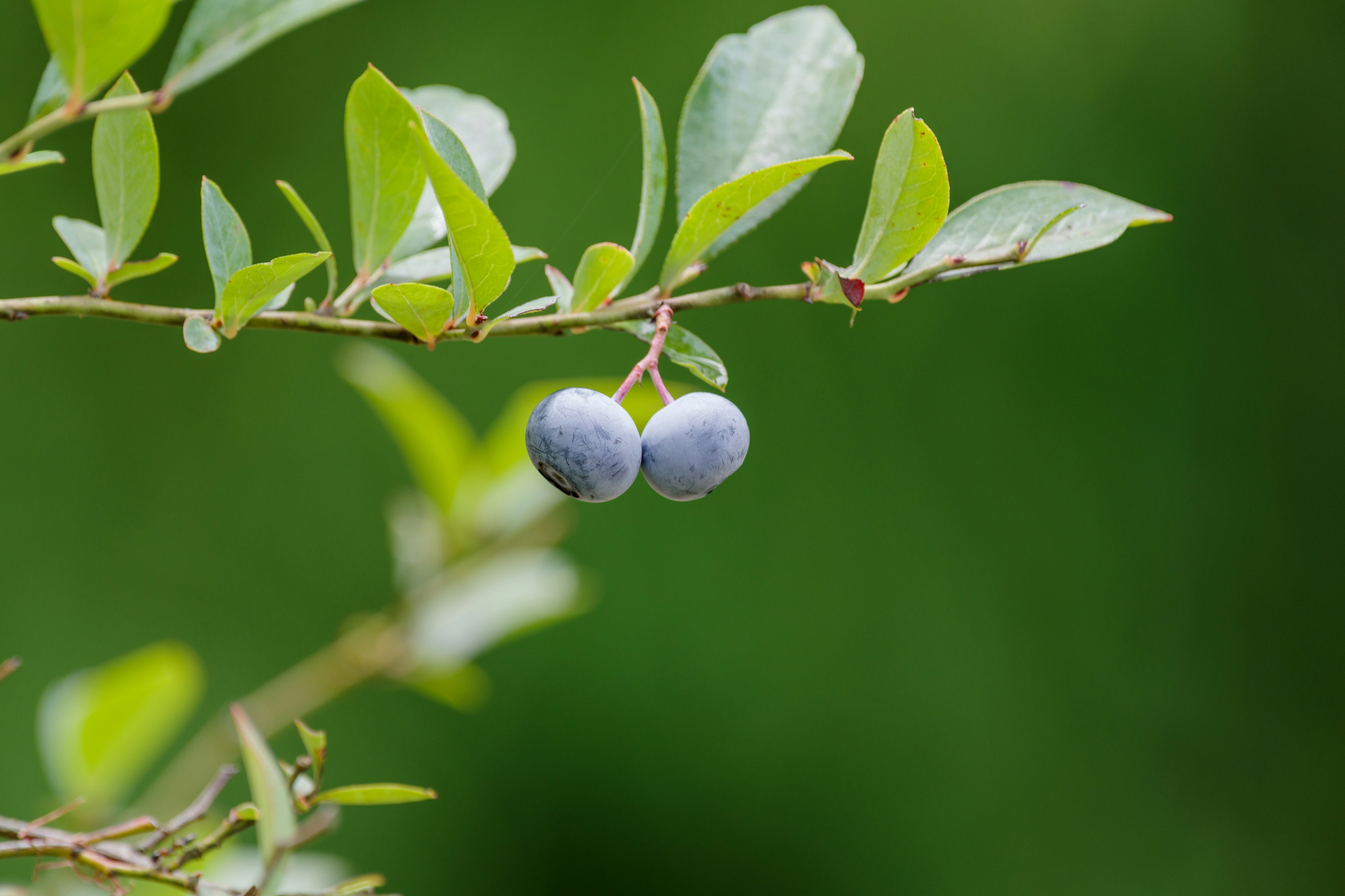 Branche avec des baies bleues et des feuilles vertes