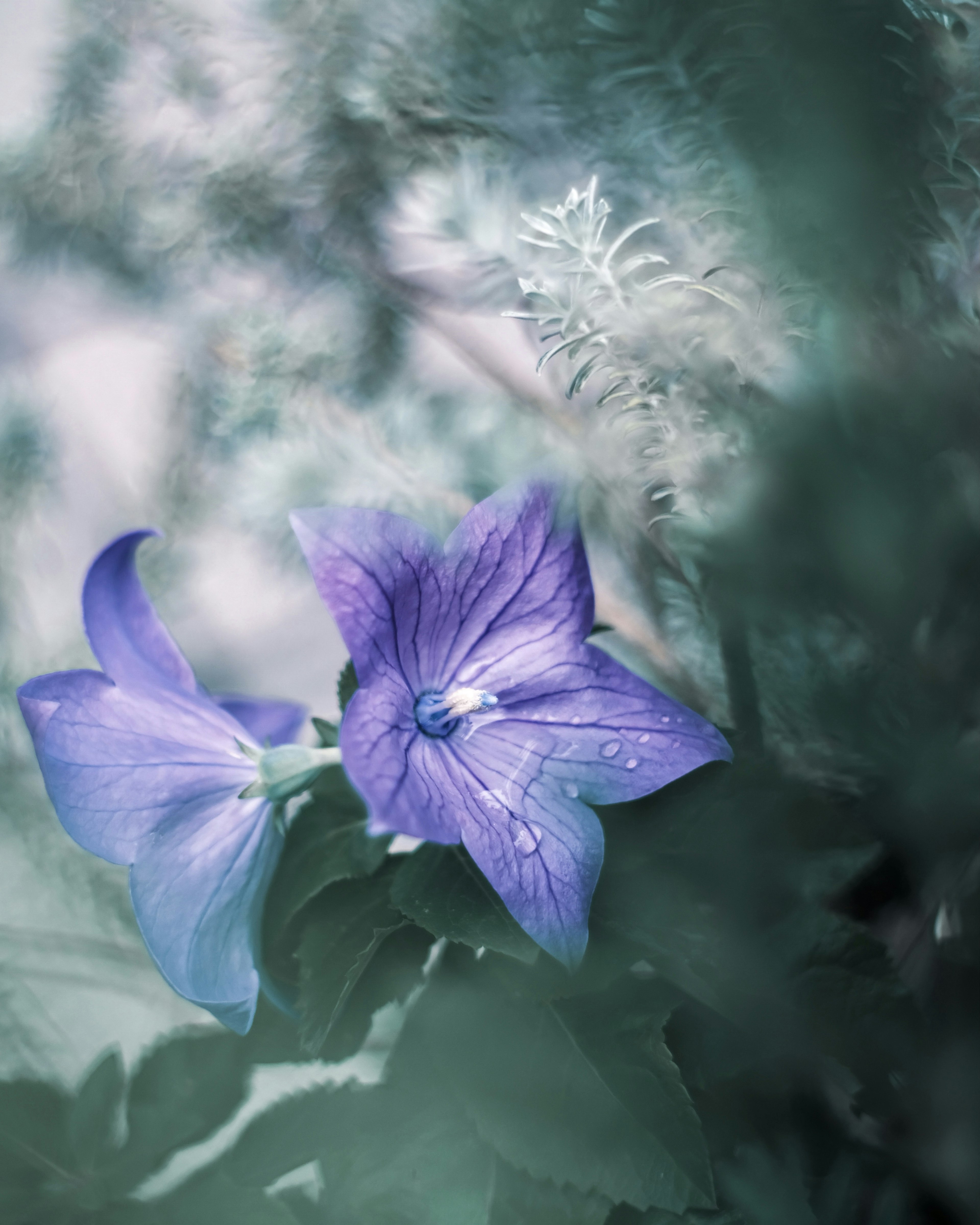 Purple flowers stand out against a green background