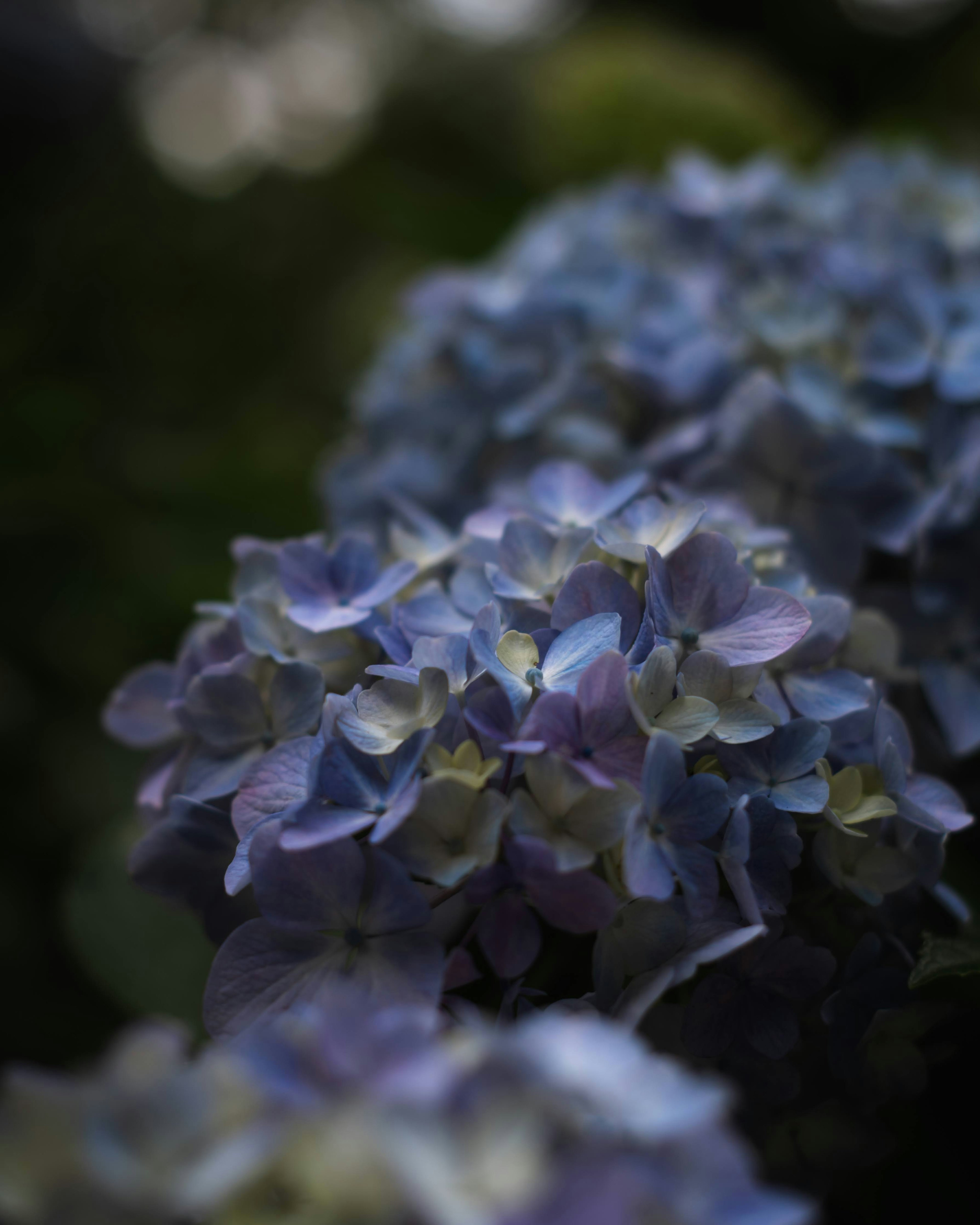 Flores de hortensia azul contrastando con un fondo verde oscuro