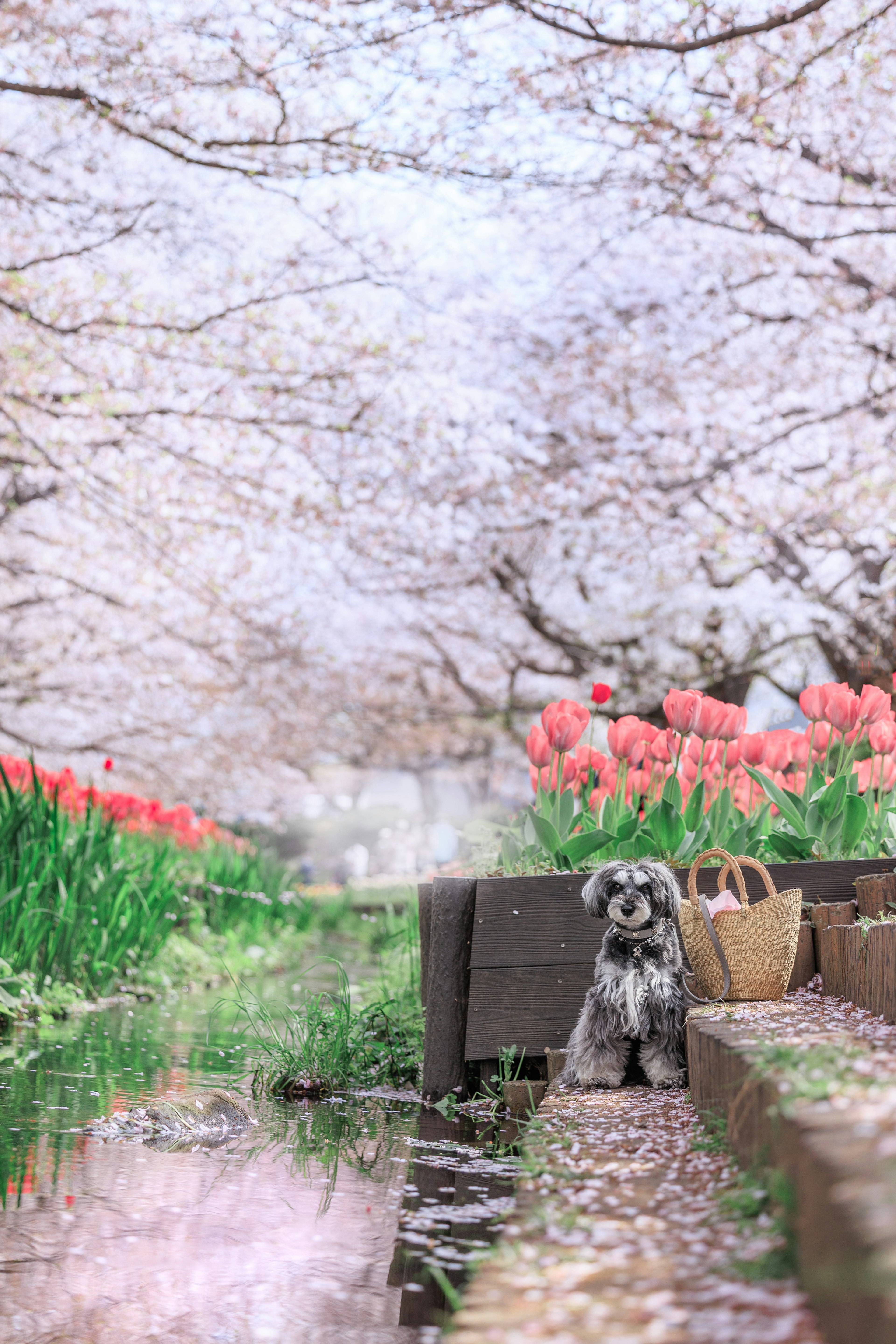 桜の木とチューリップの花が咲く小道に座る犬