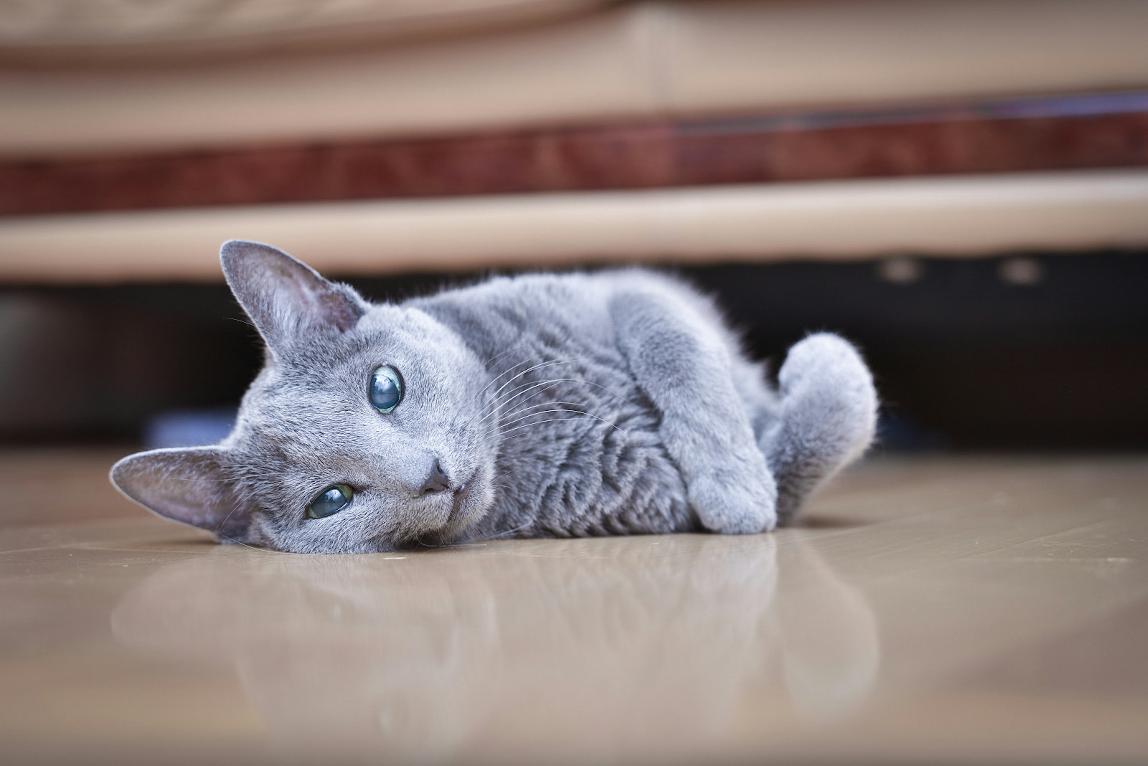 Kucing abu-abu berbaring di lantai dengan bulu lembut dan mata besar