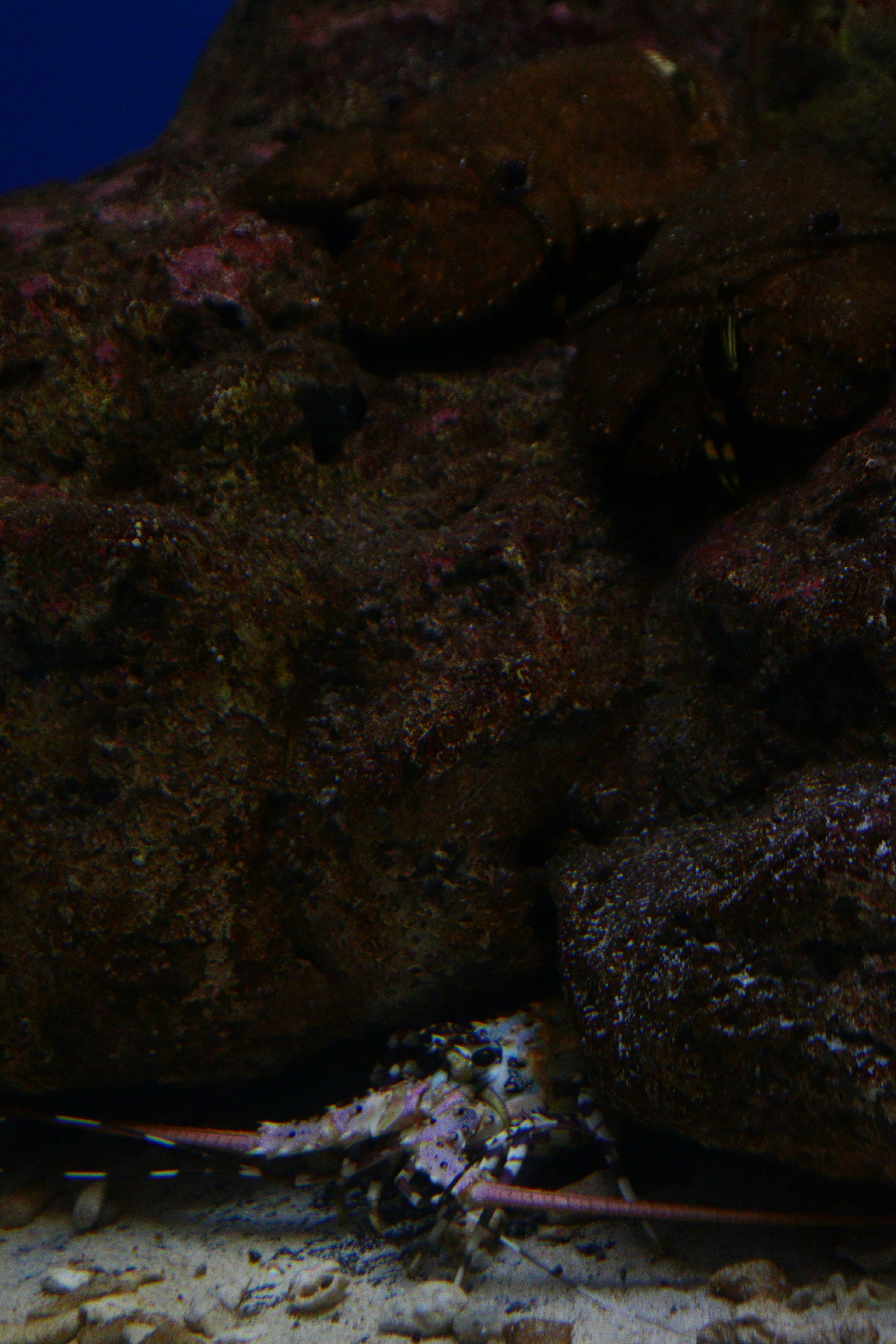 A small creature hidden among rocks in an aquarium with seaweed