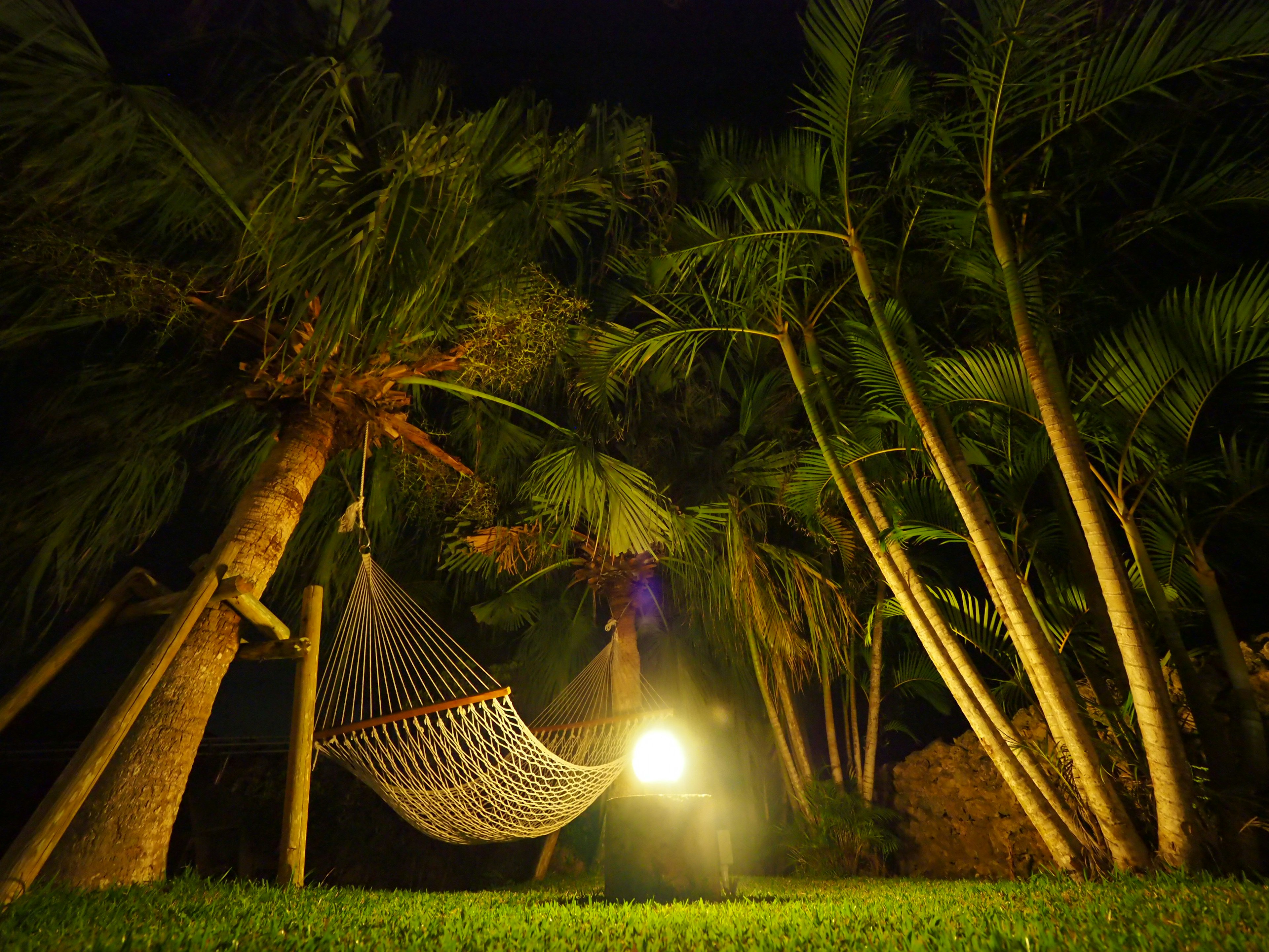 Hammock hanging between palm trees at night with soft lighting