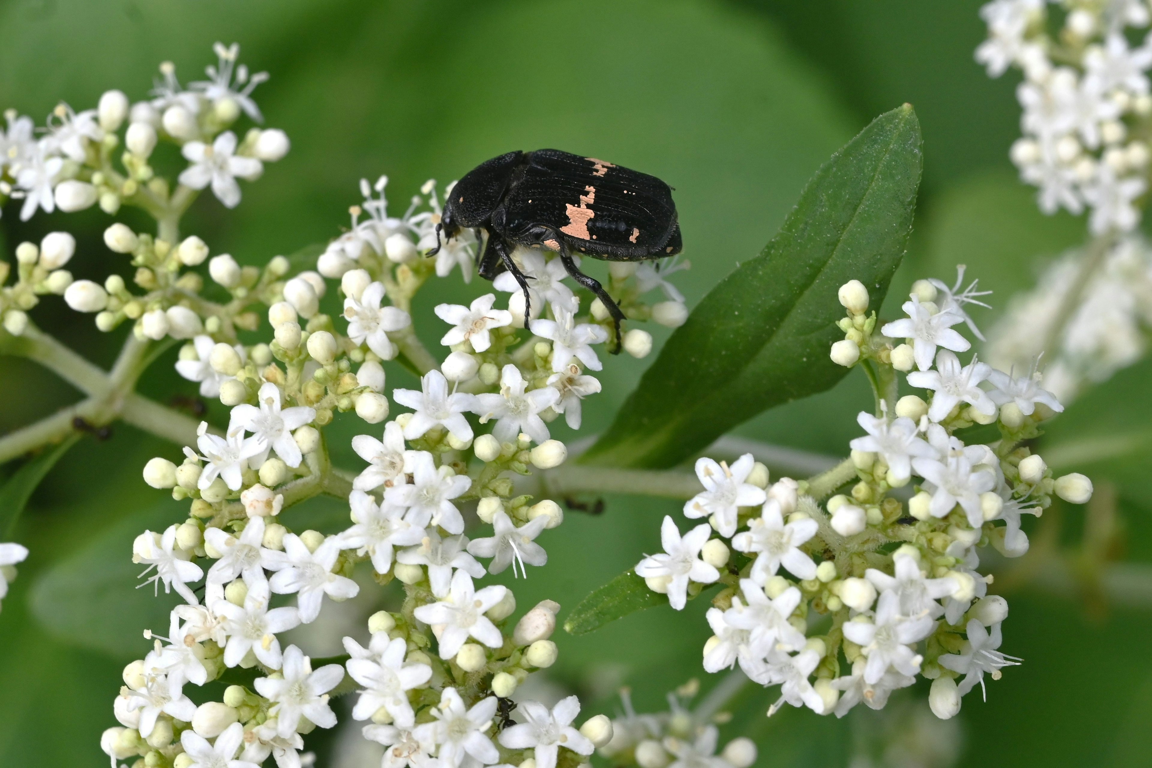 Acercamiento de un insecto negro sobre flores blancas