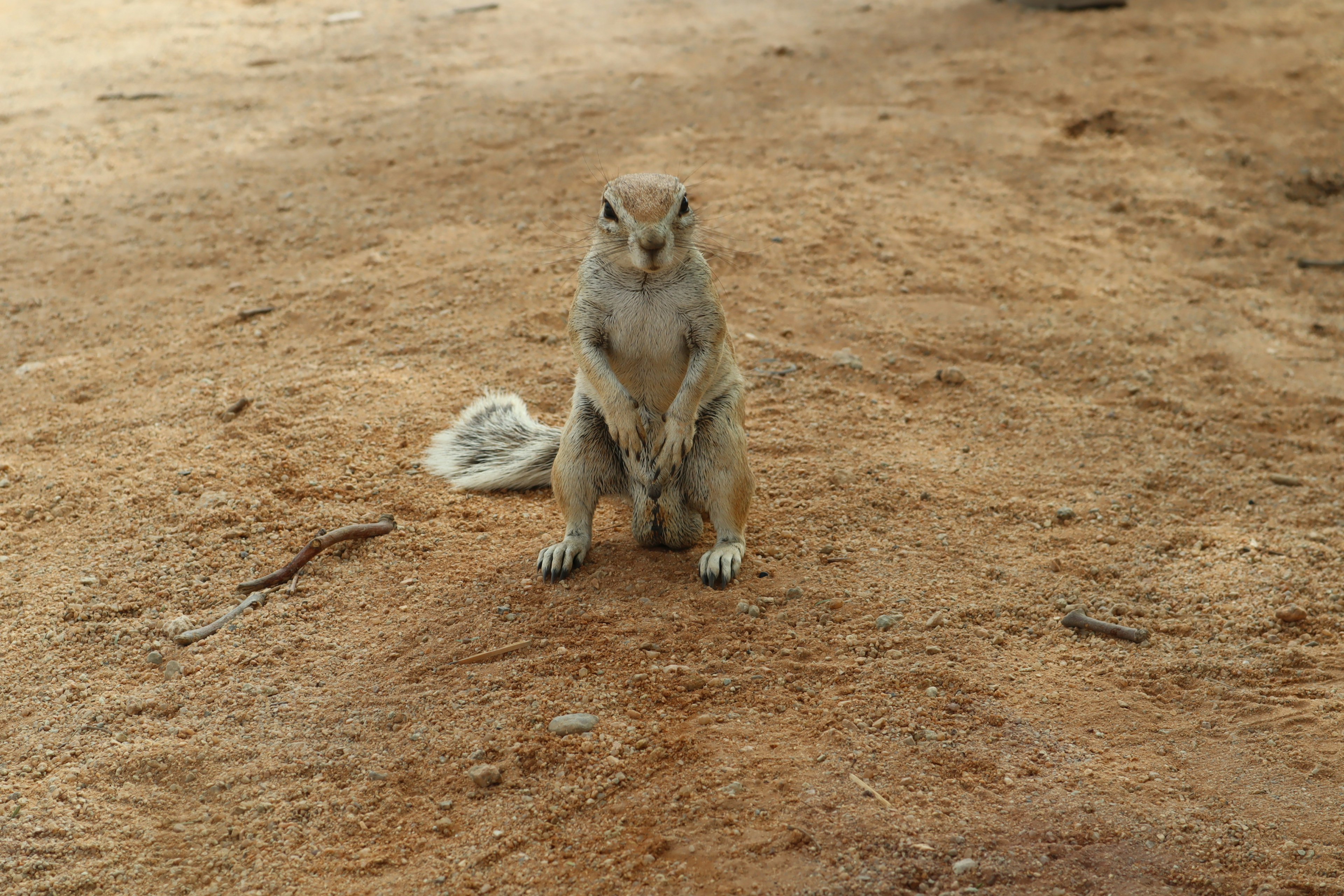 A squirrel standing on the ground