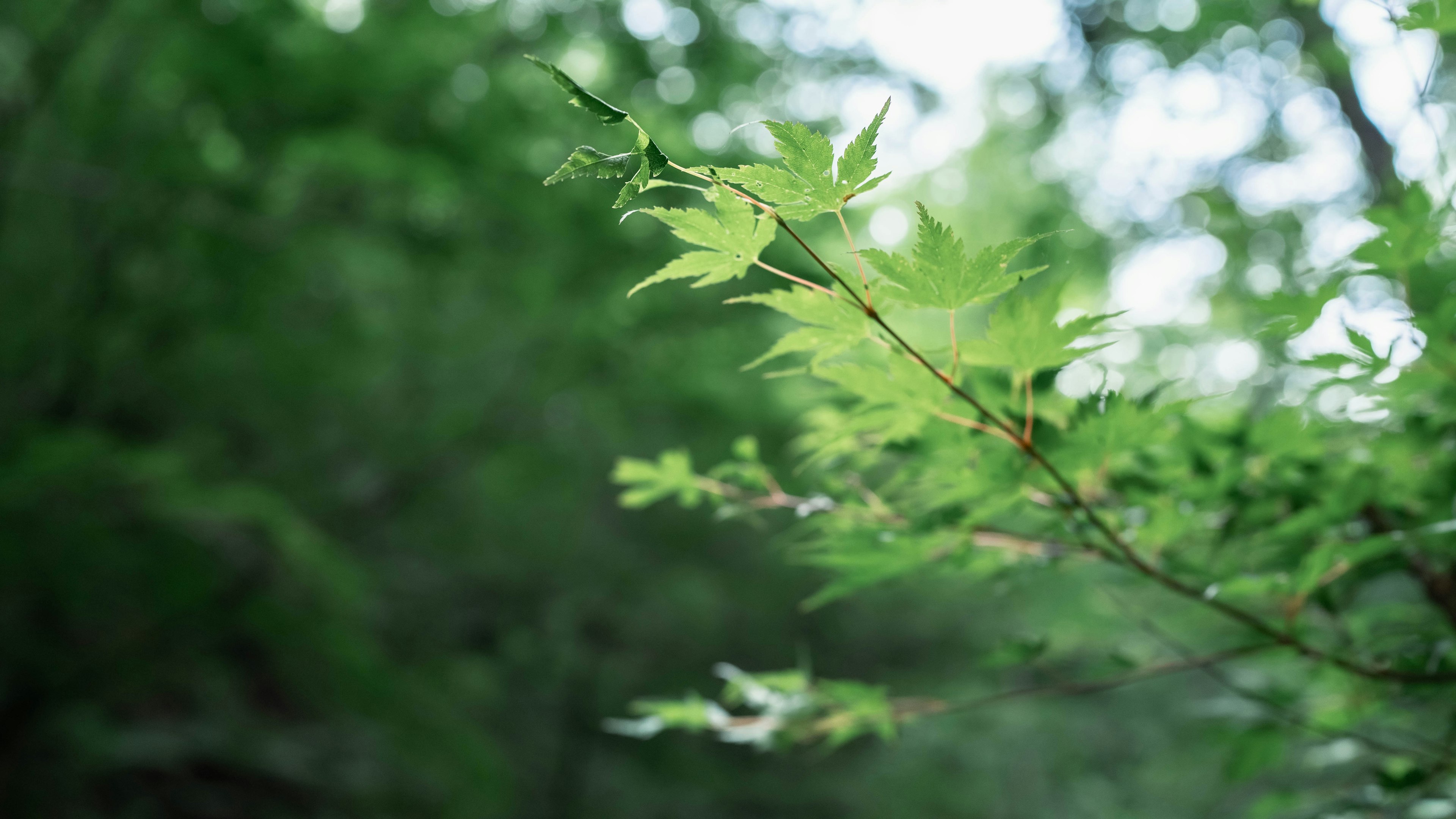 Acercamiento de hojas verdes en una rama de árbol