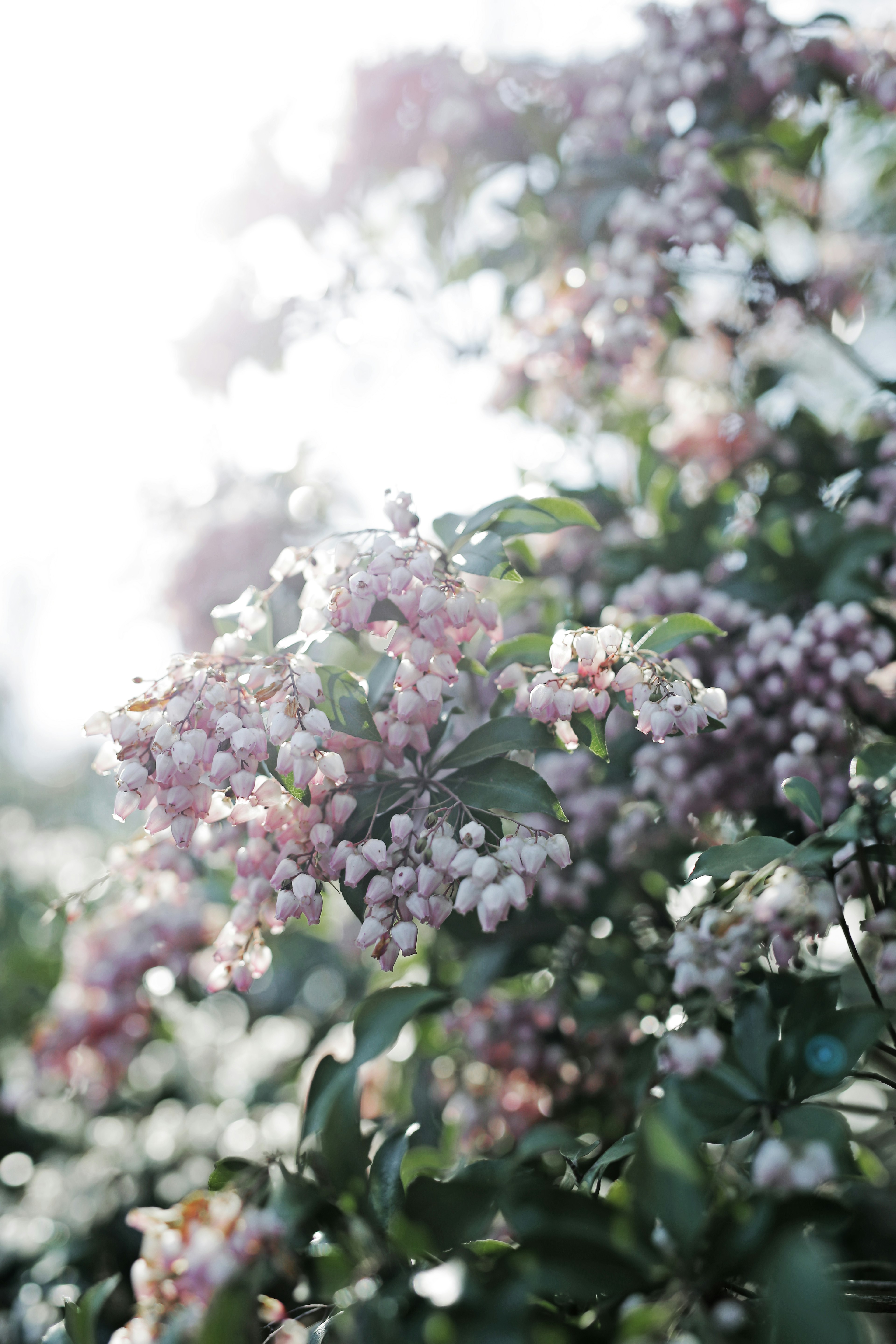 Foto en primer plano de un árbol con flores moradas claras