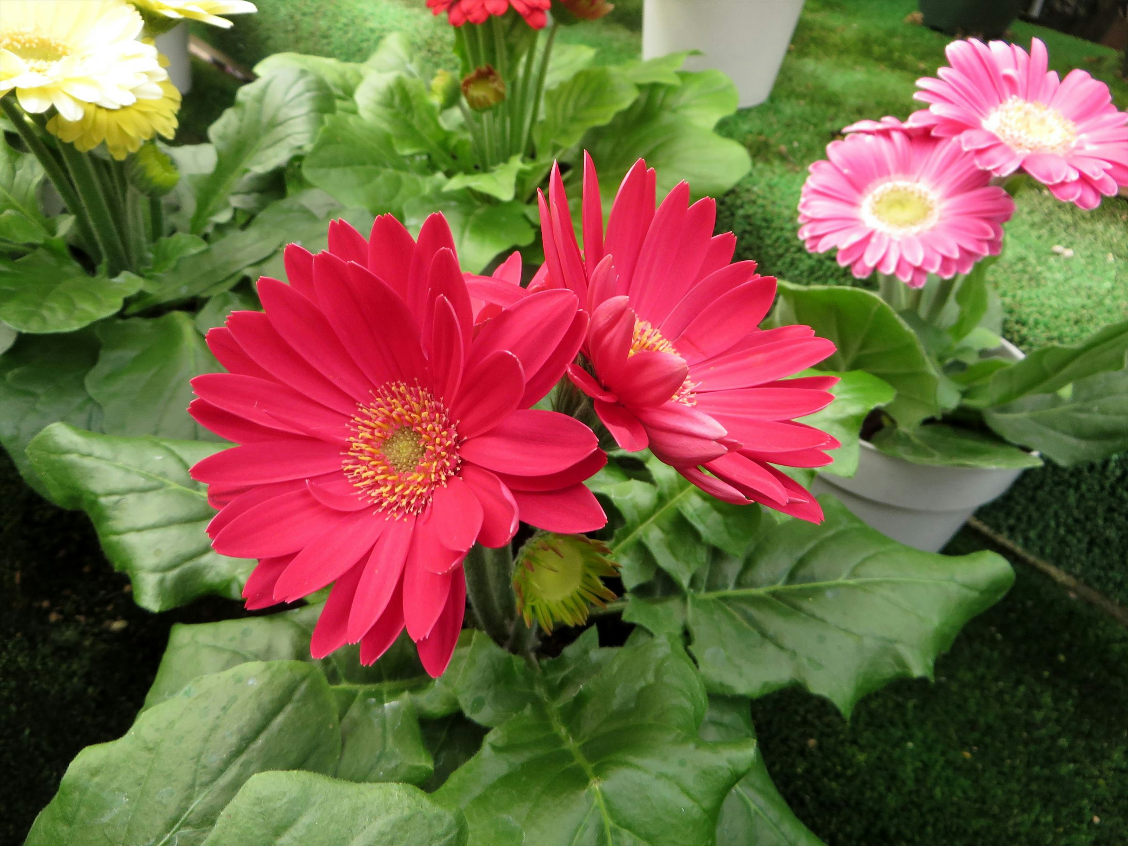 Vibrant red gerbera flowers with green leaves