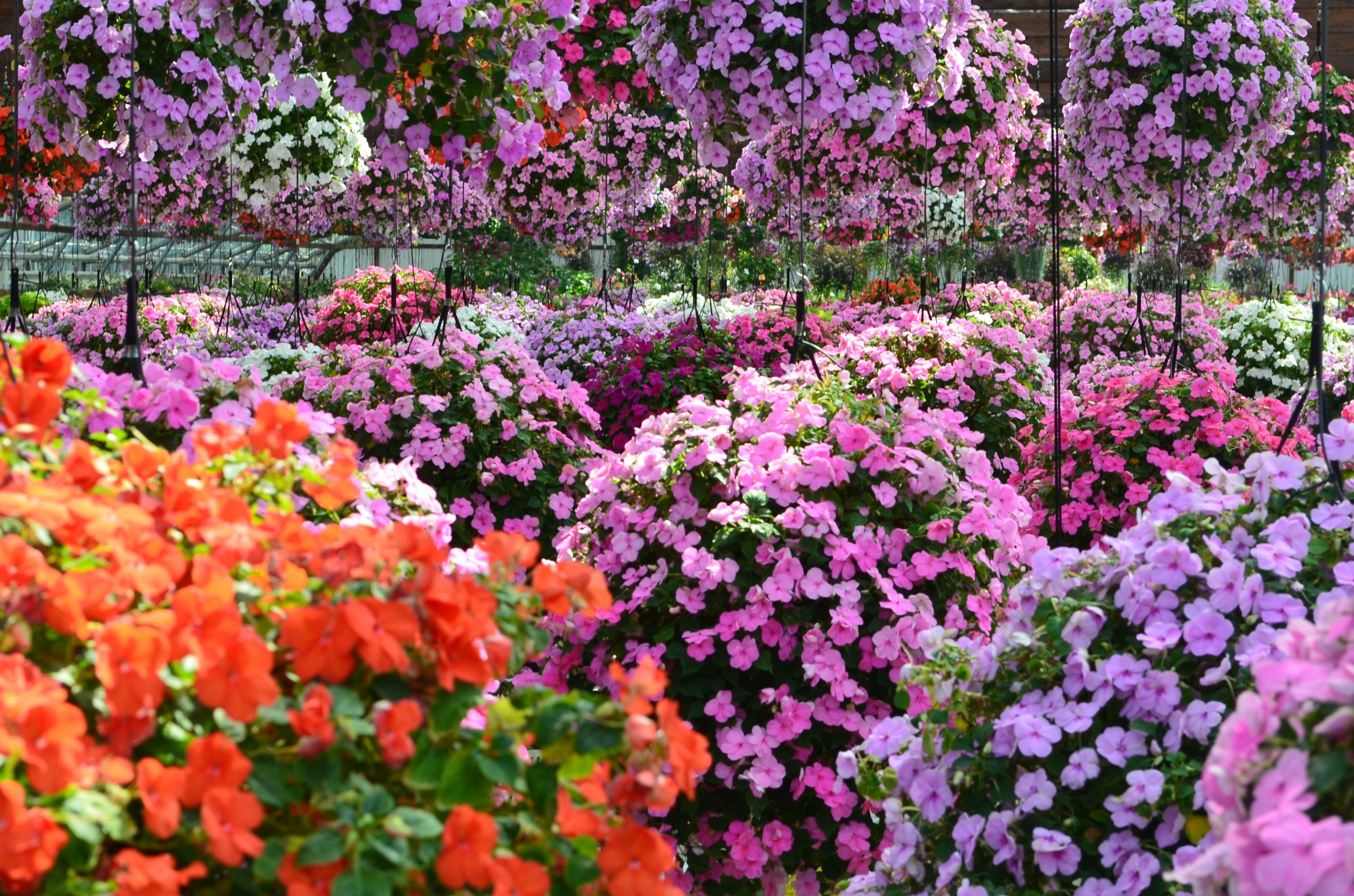 Vibrant garden filled with colorful blooming flowers