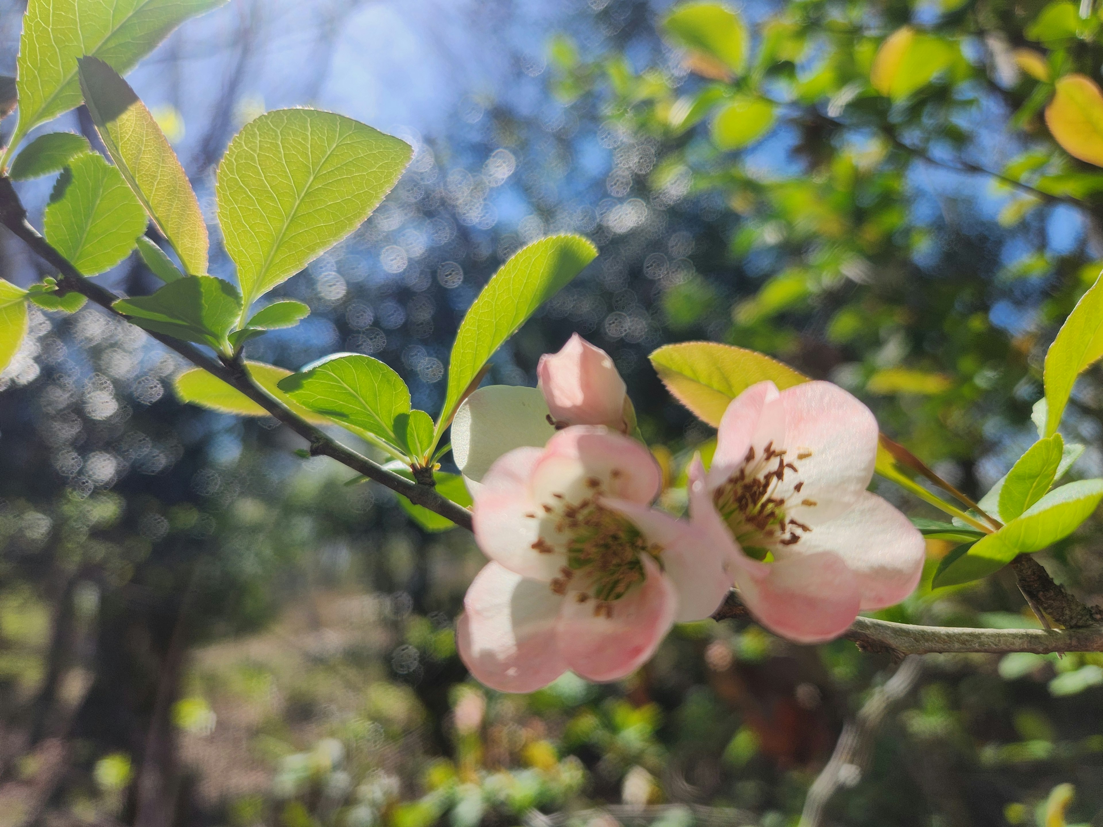 明るい日差しの中に咲くピンクの花と緑の葉