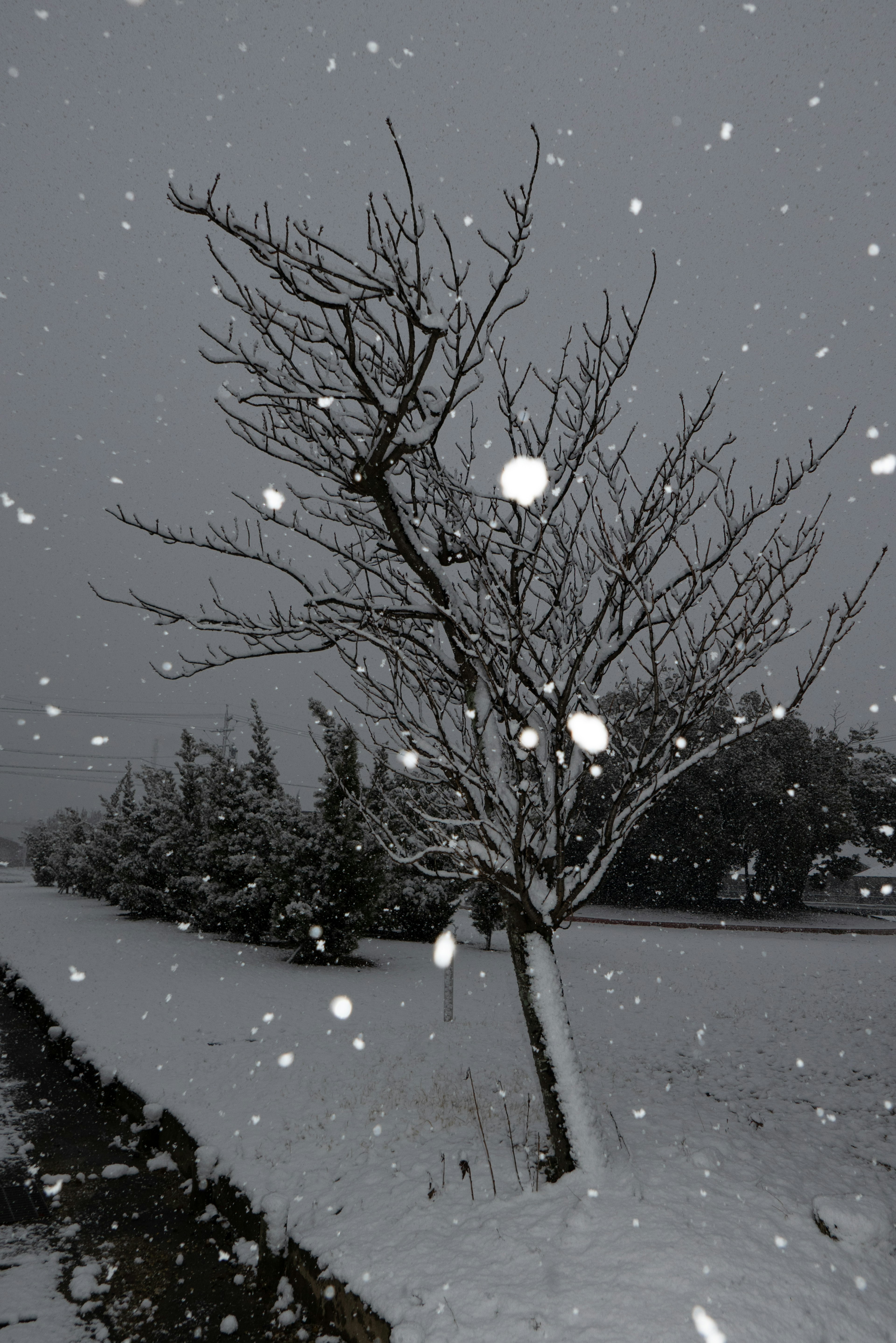 Bare tree in snow with falling snowflakes and gray sky