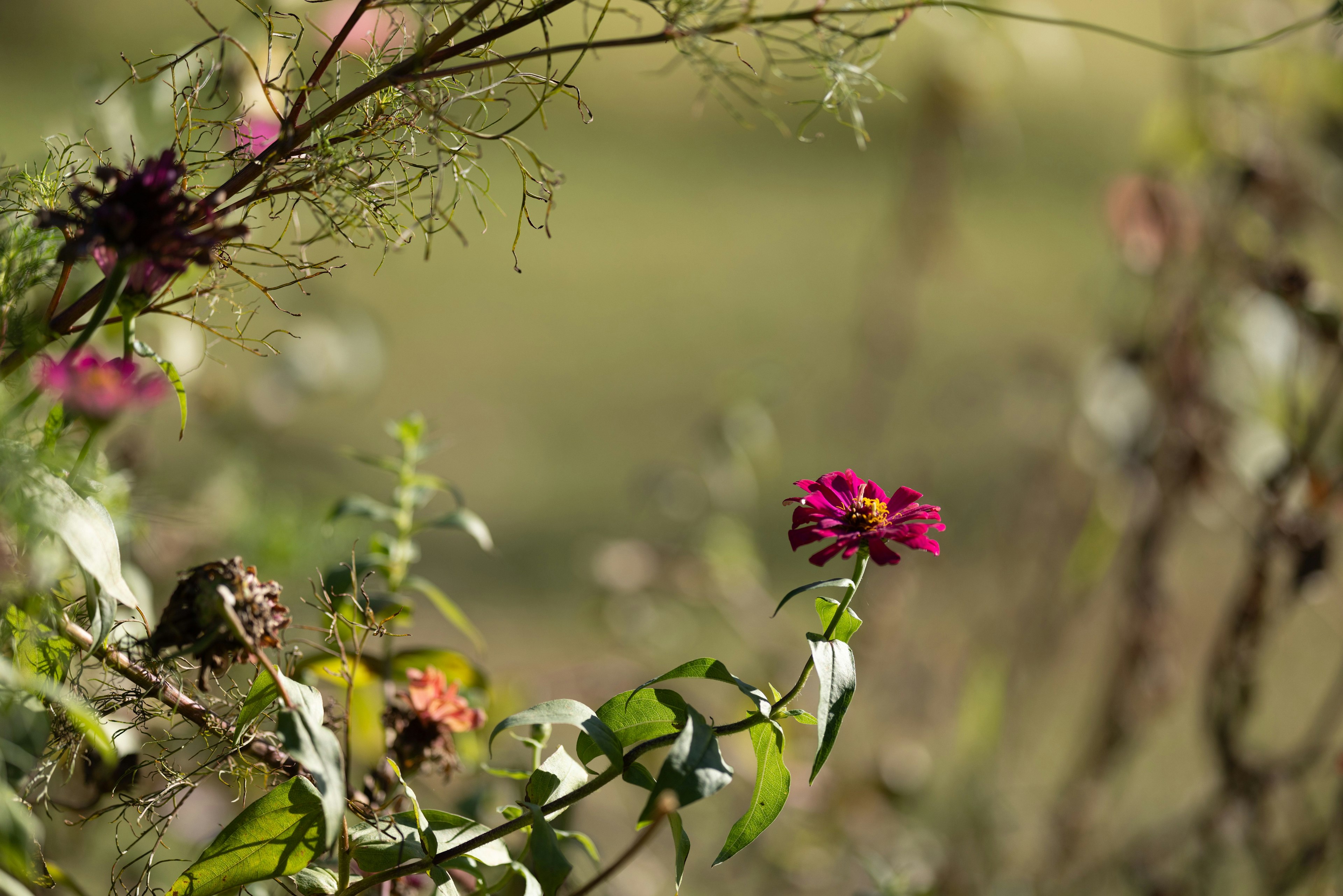 Lebendige lila Blume mit grünen Blättern in einer natürlichen Umgebung
