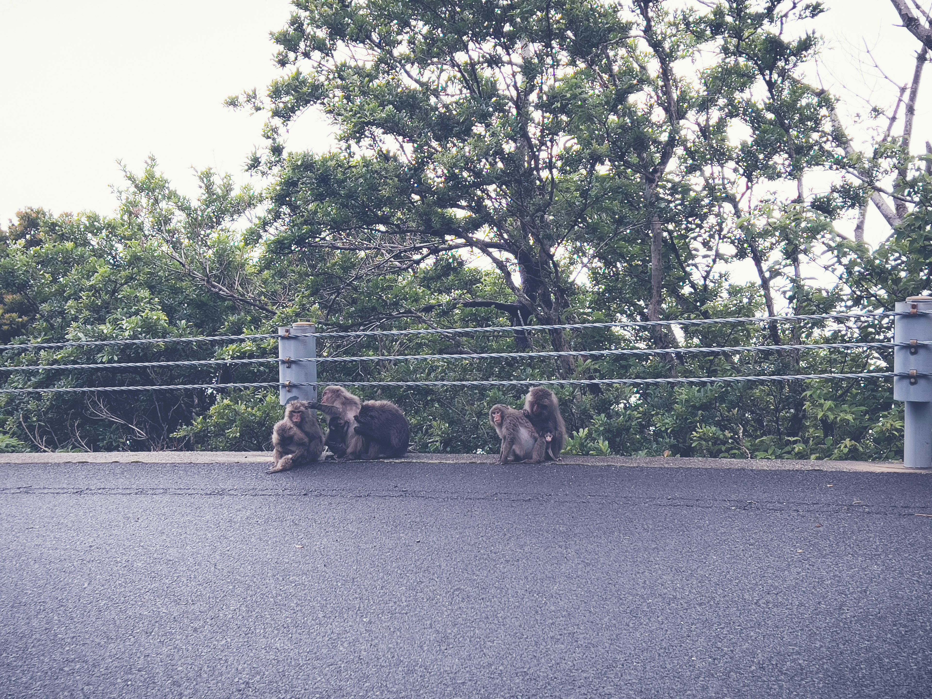 Hewan dekat jalan dengan pohon di latar belakang