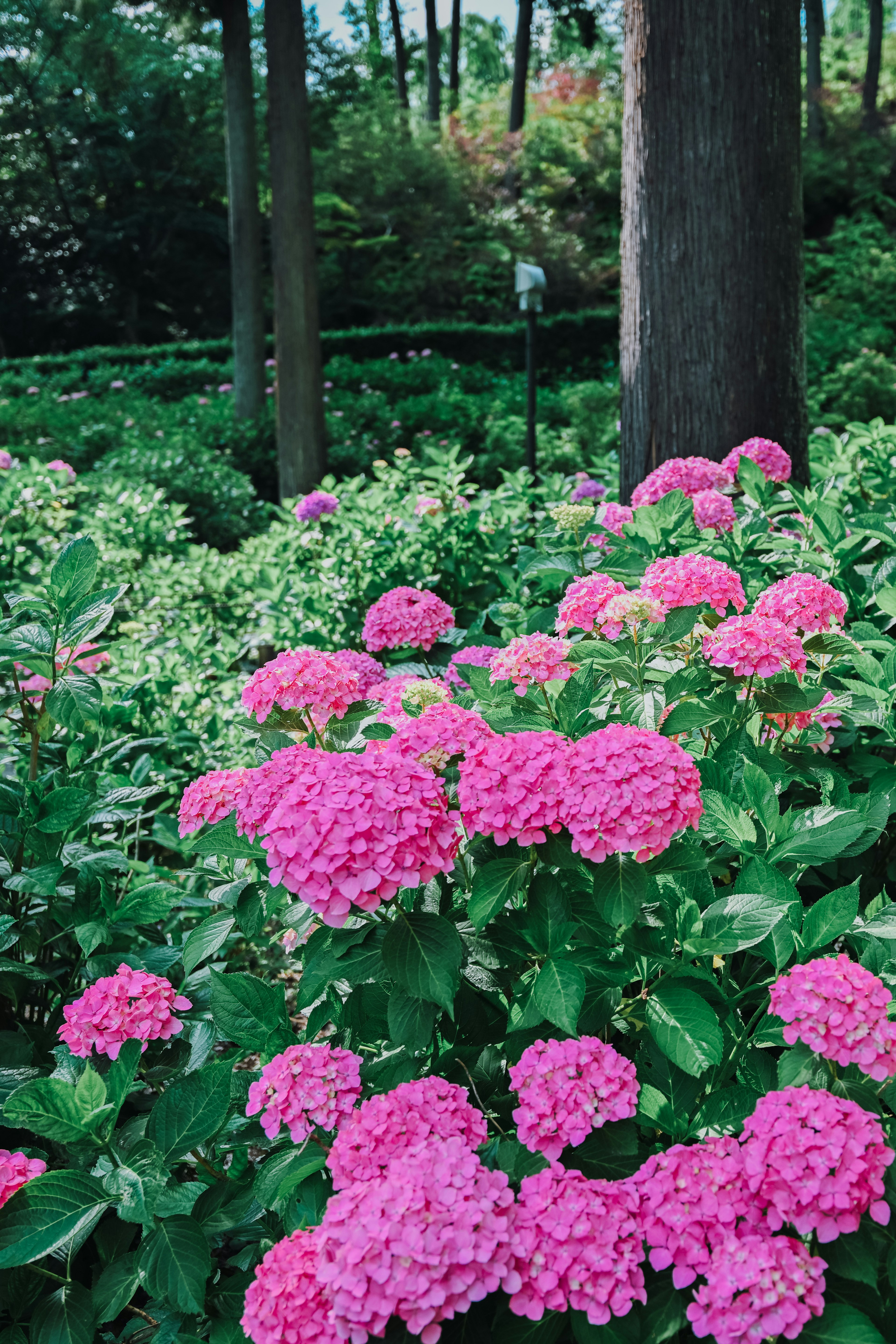 Vibrant pink hydrangeas blooming in a lush garden setting