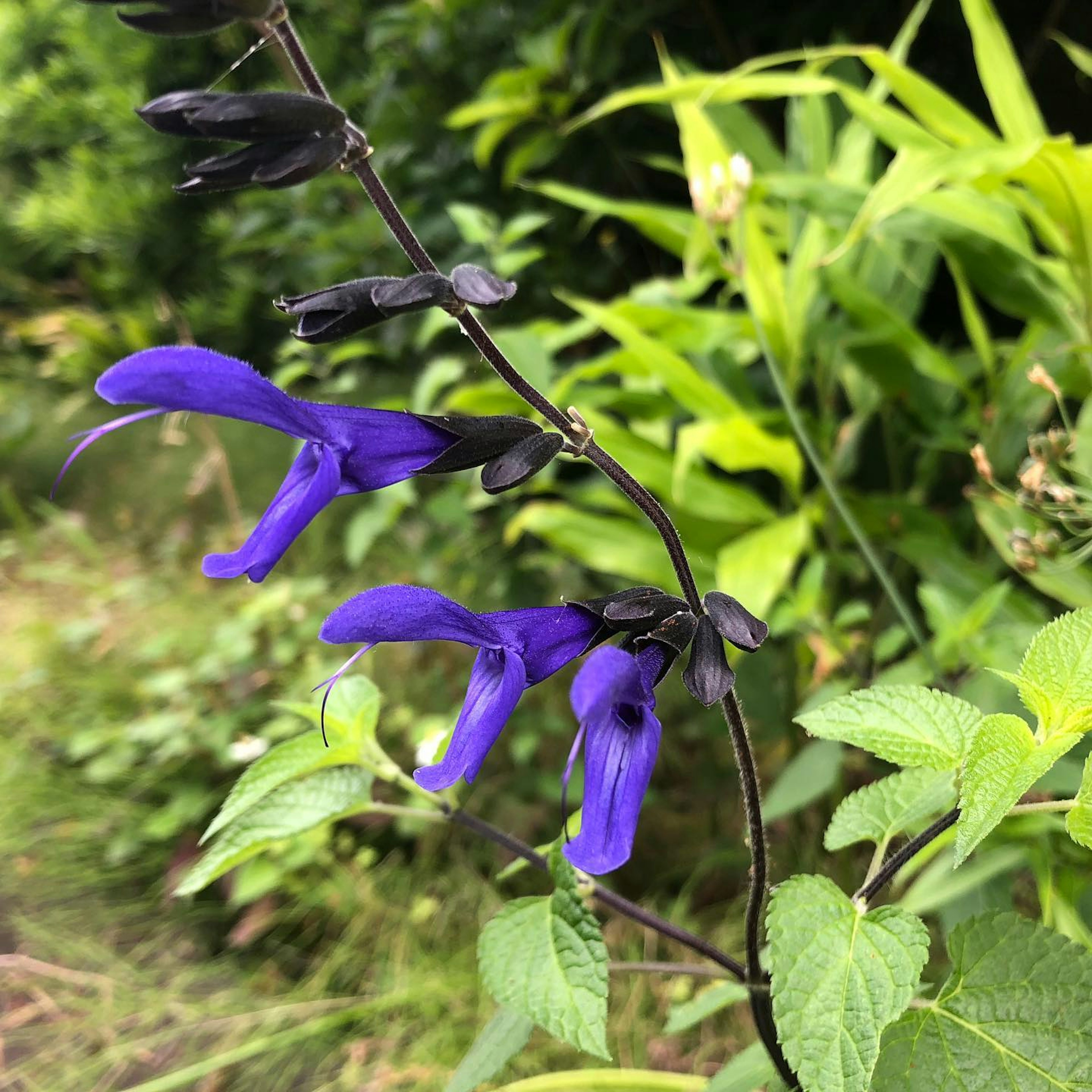 特写的植物，紫色花朵和绿色叶子