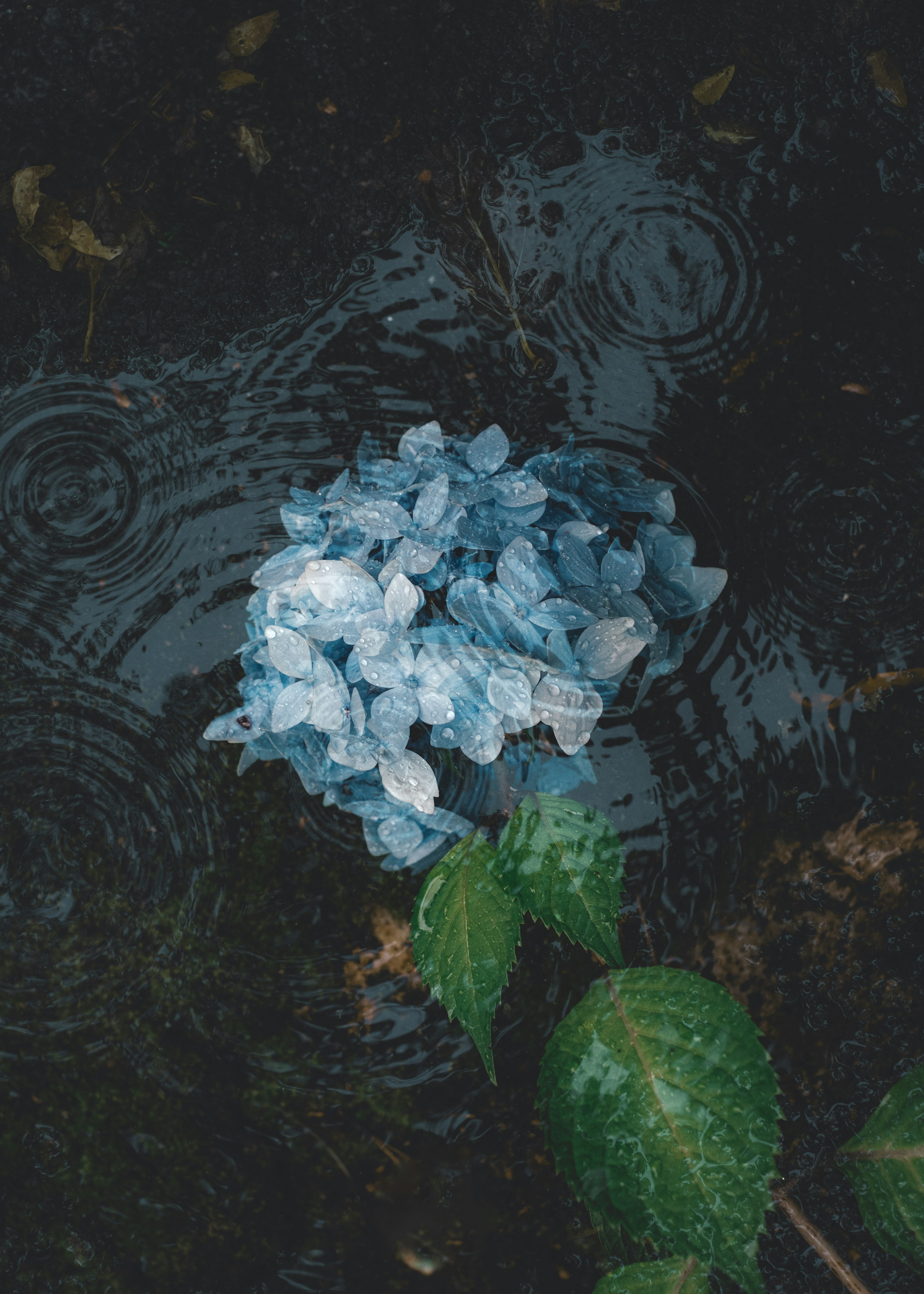 Blue hydrangea flower floating on water with green leaves