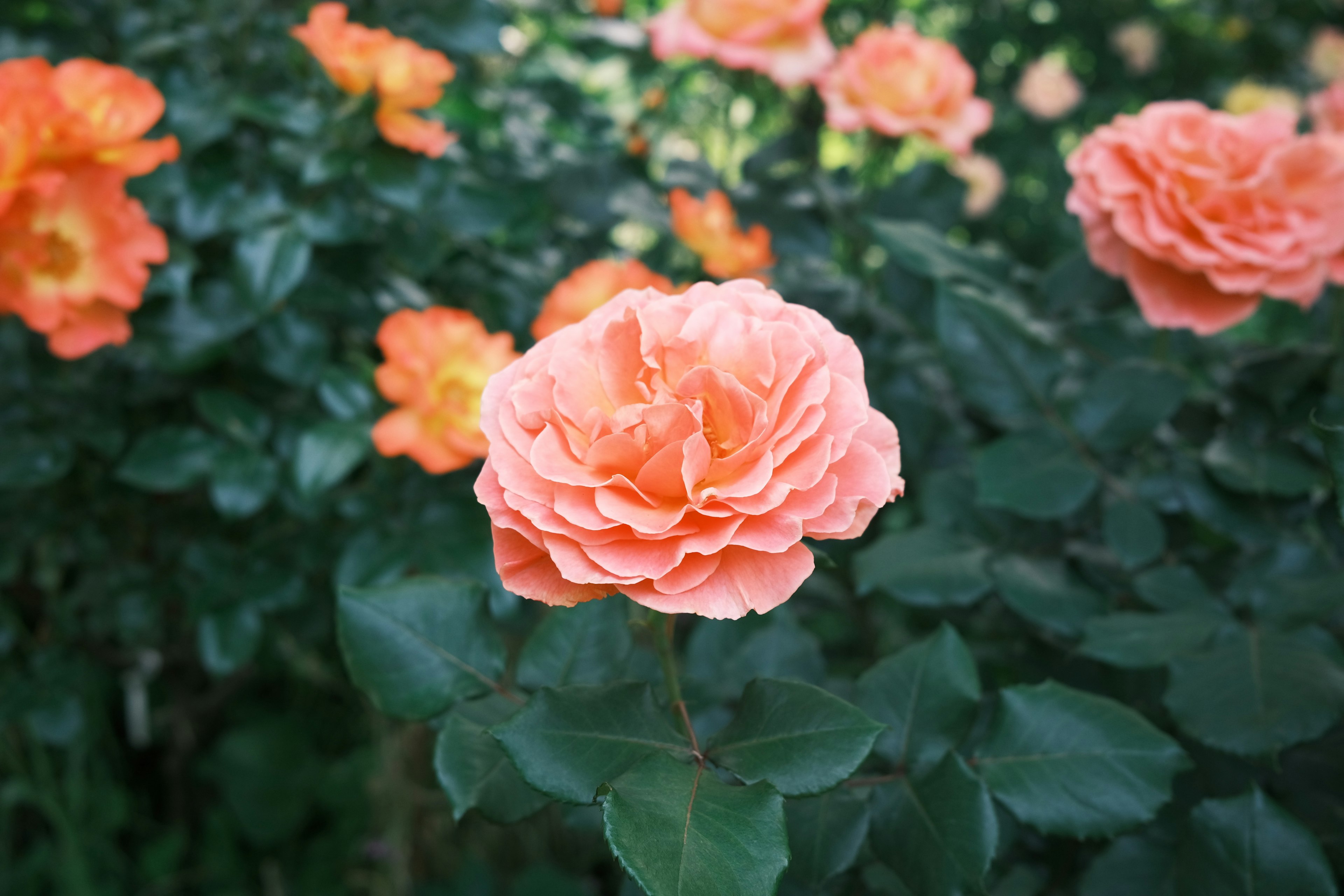 オレンジ色のバラの花が緑の葉に囲まれて咲いている