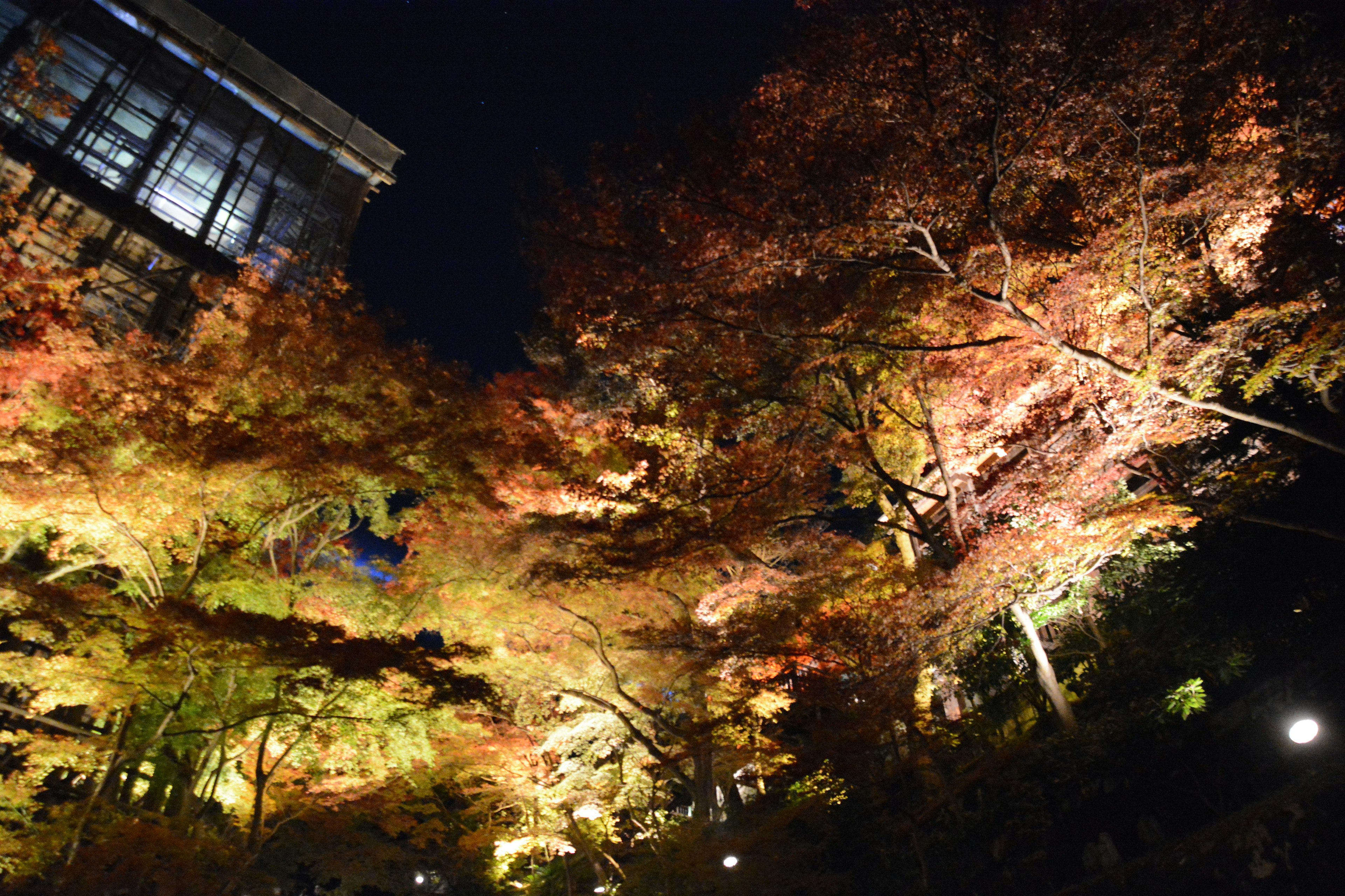 夜の紅葉が美しく照らされた景色