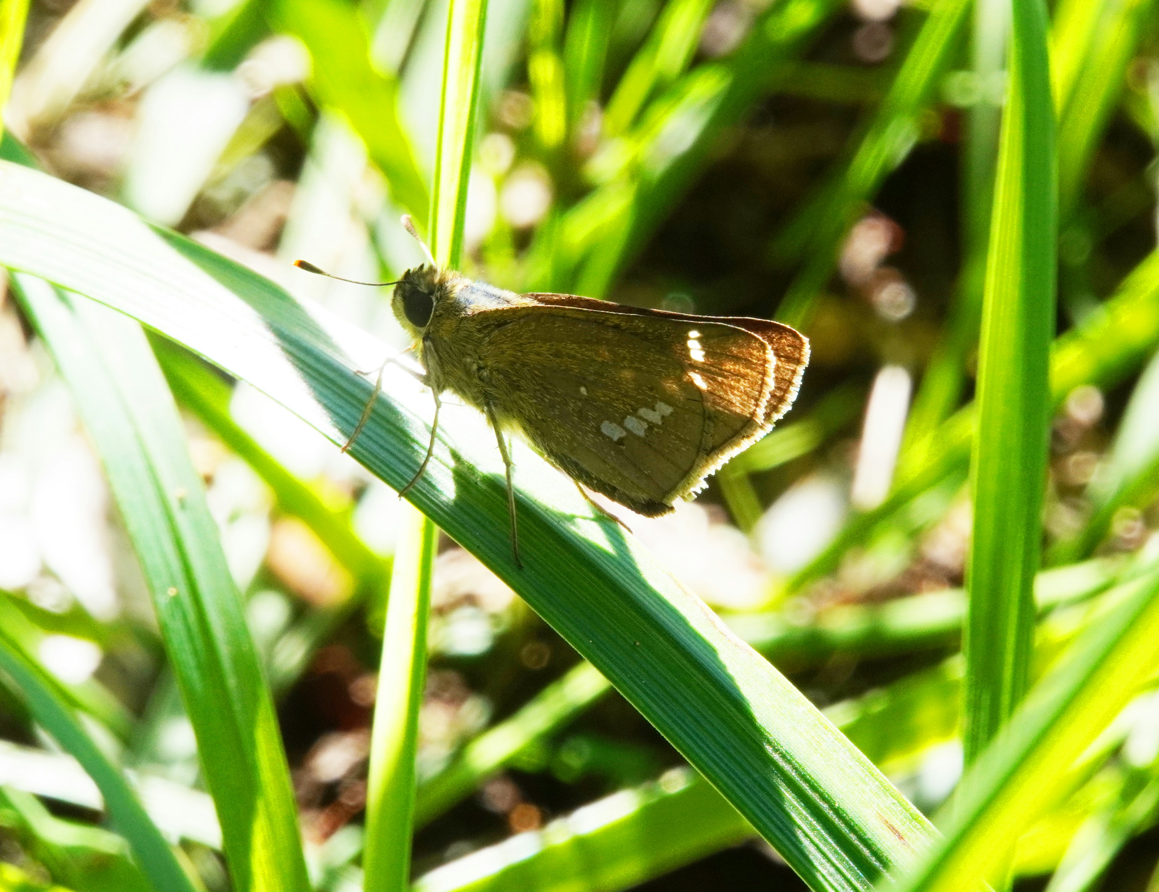 Side view of a butterfly resting on green grass