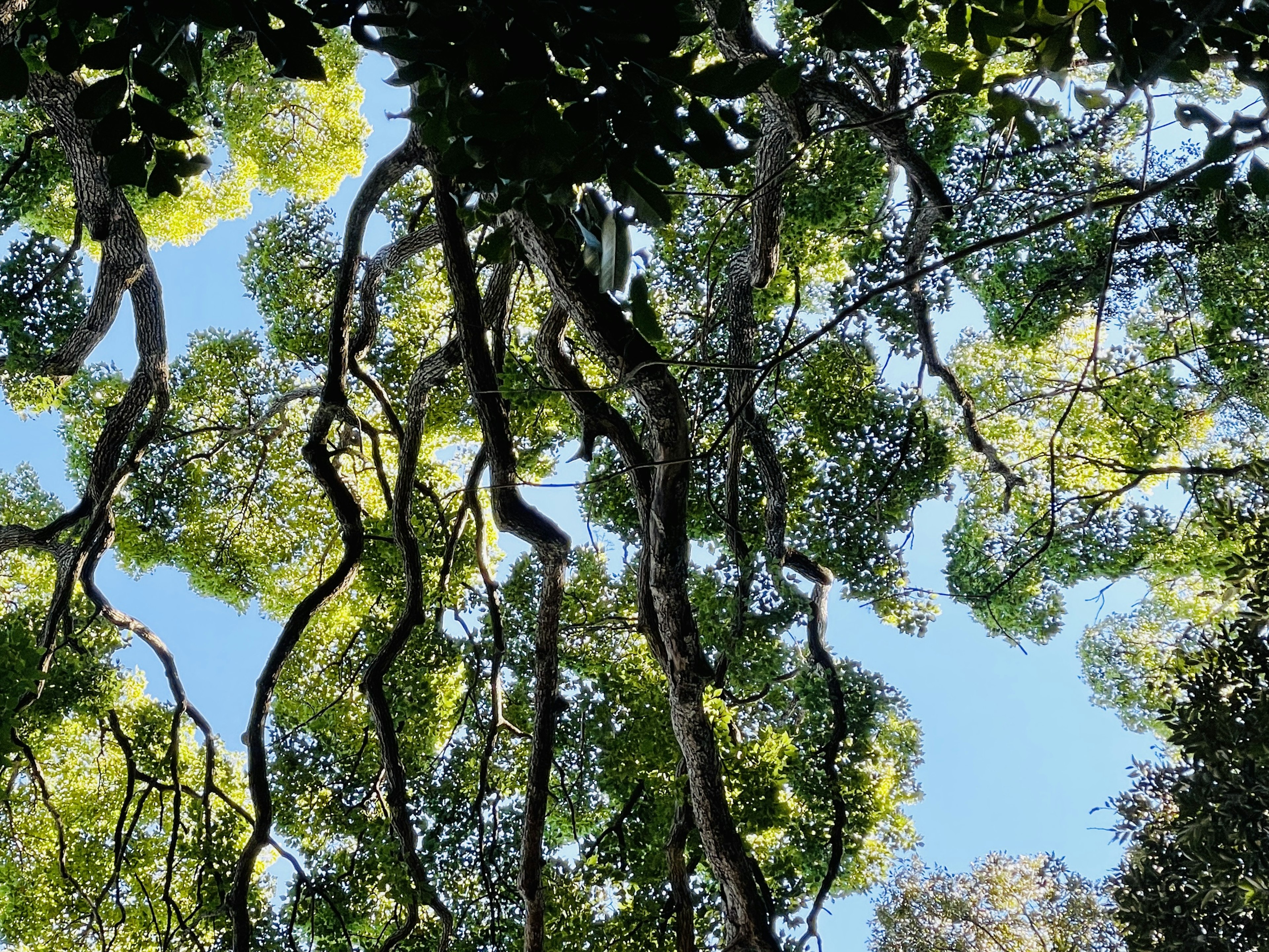 Green leaves and twisted branches against a blue sky