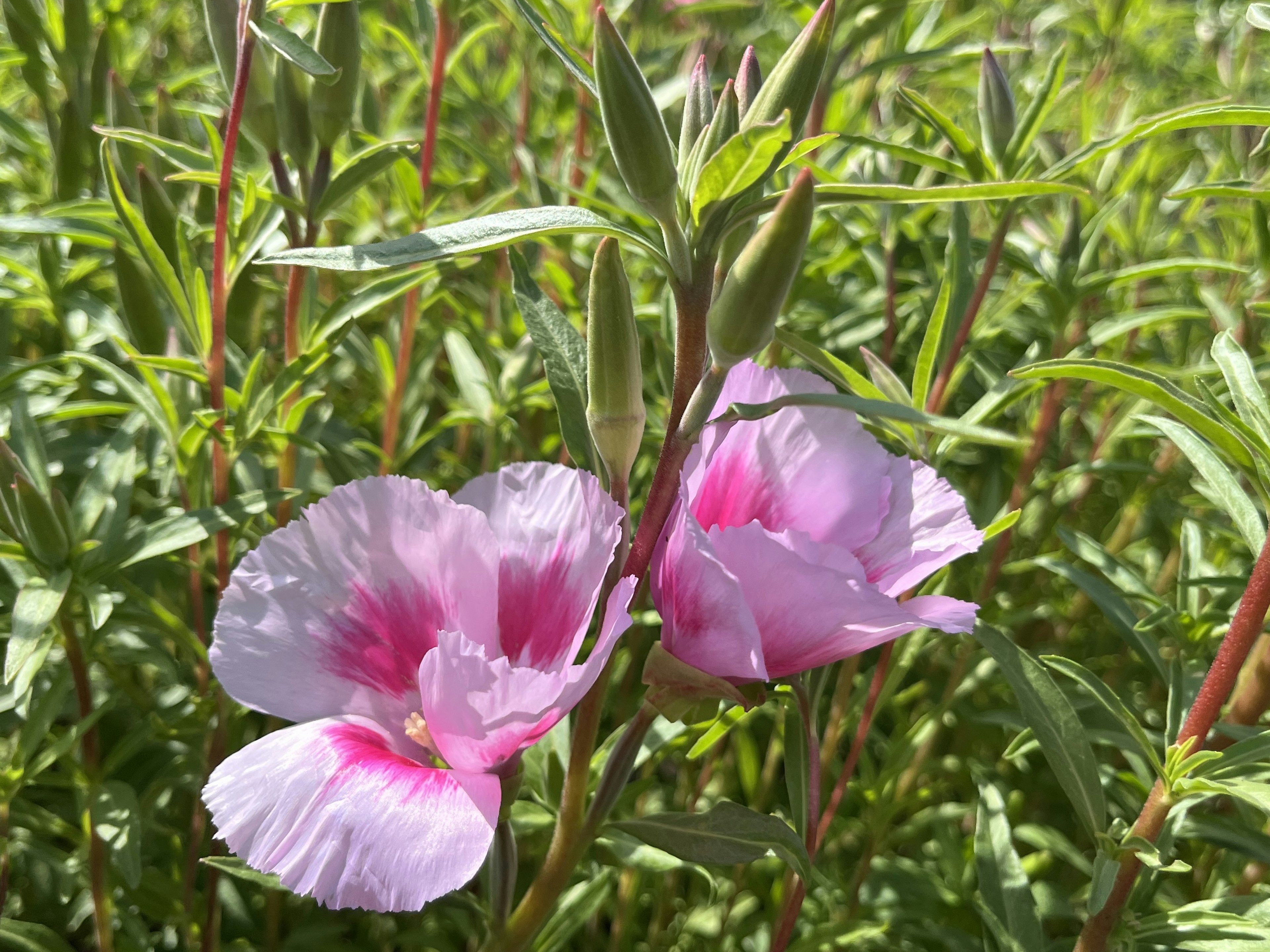 緑の葉の間に咲くピンク色の花が特徴的な植物