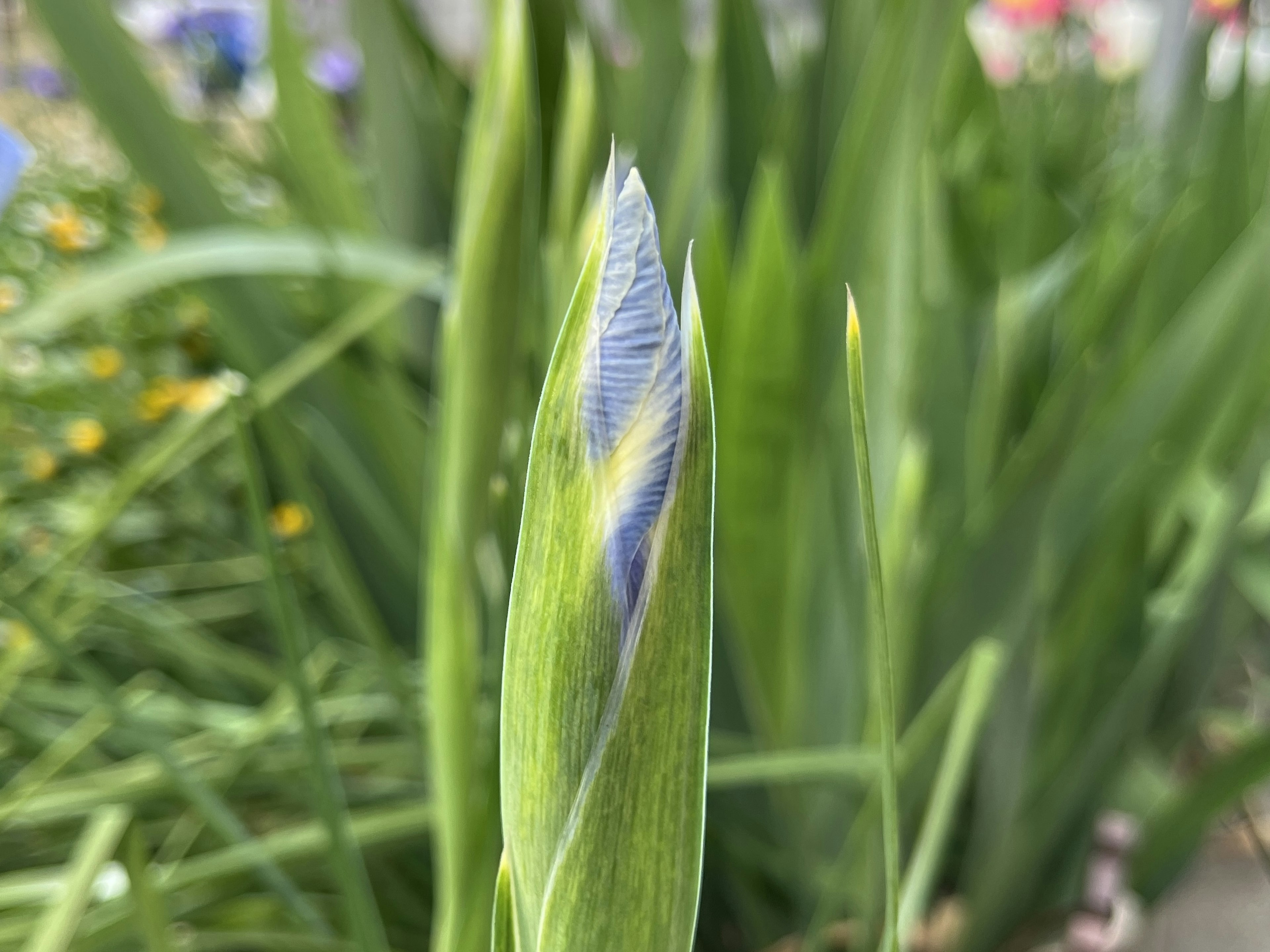 青い花のつぼみが緑の葉に囲まれている