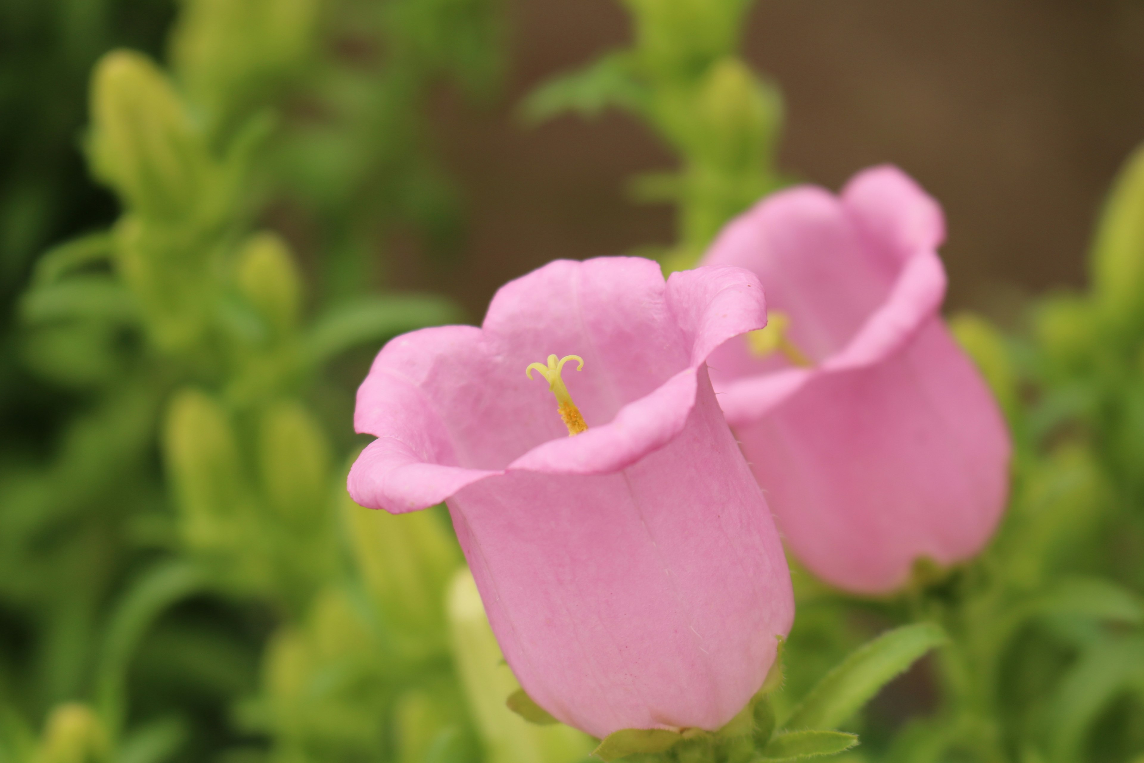 Dua bunga pink mekar dikelilingi daun hijau