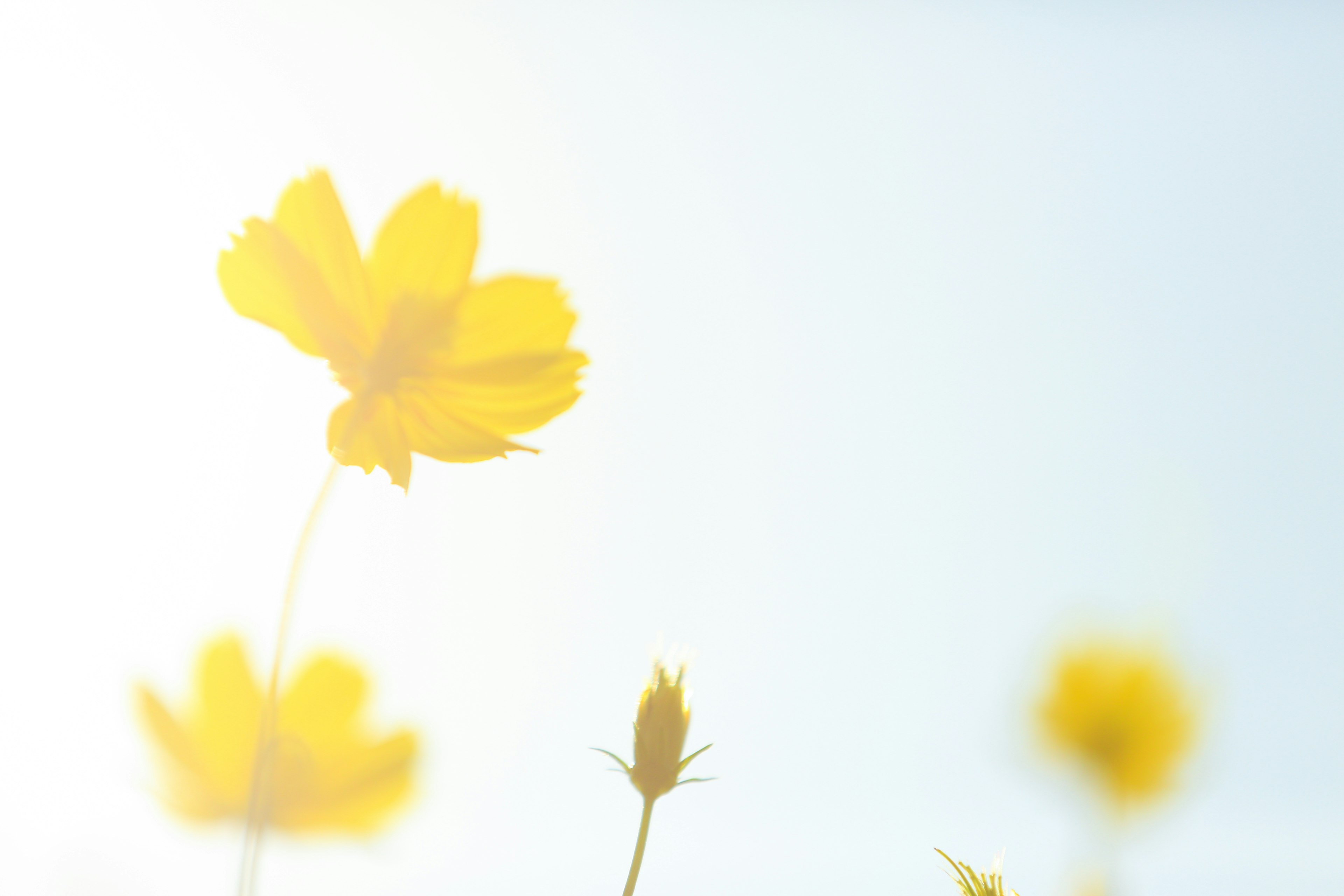 Sanfter Hintergrund mit lebhaften gelben Blumen vor einem blassen blauen Himmel