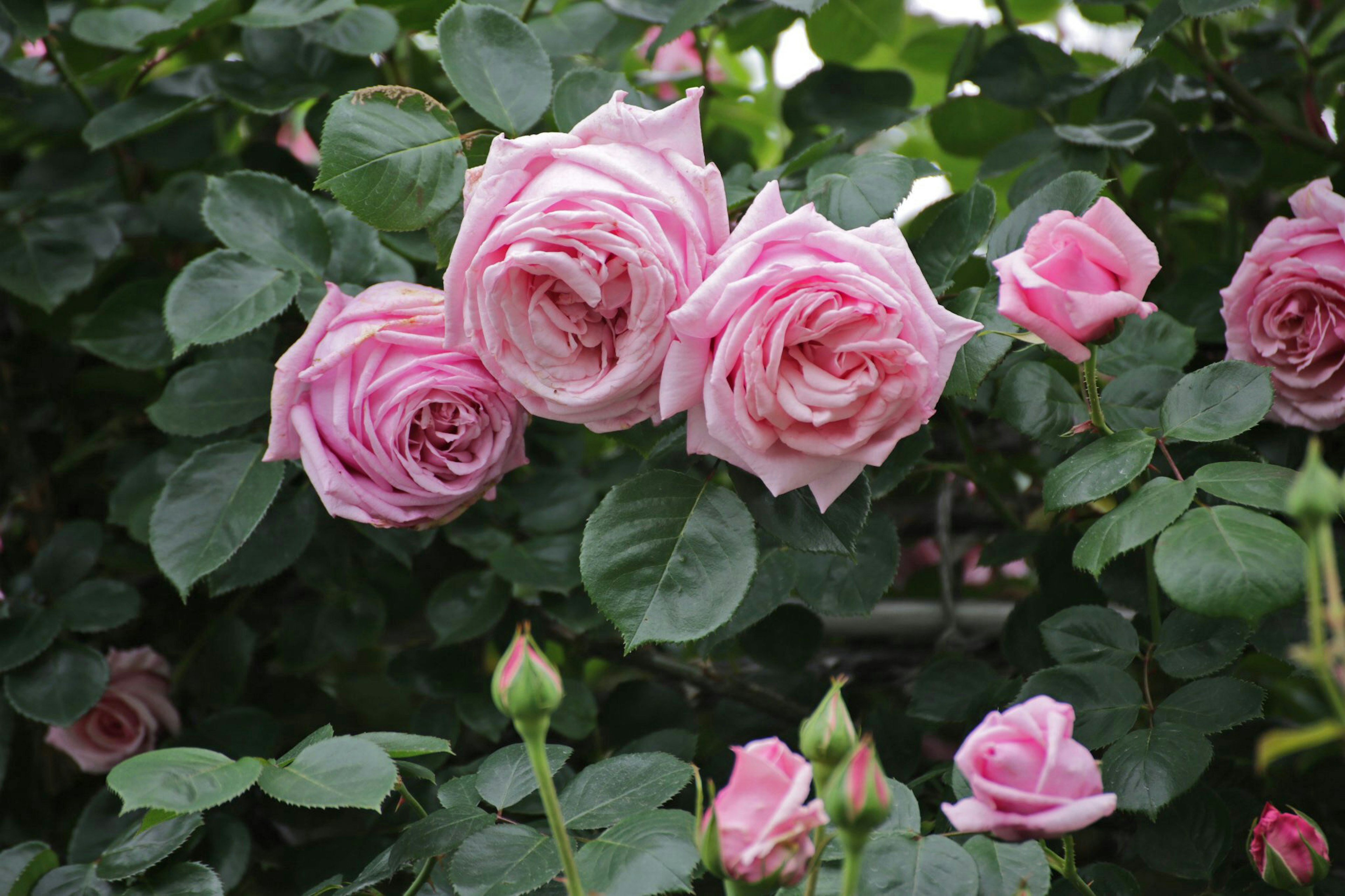 Rosa rosa chiaro che fiorisce su uno sfondo di foglie verdi