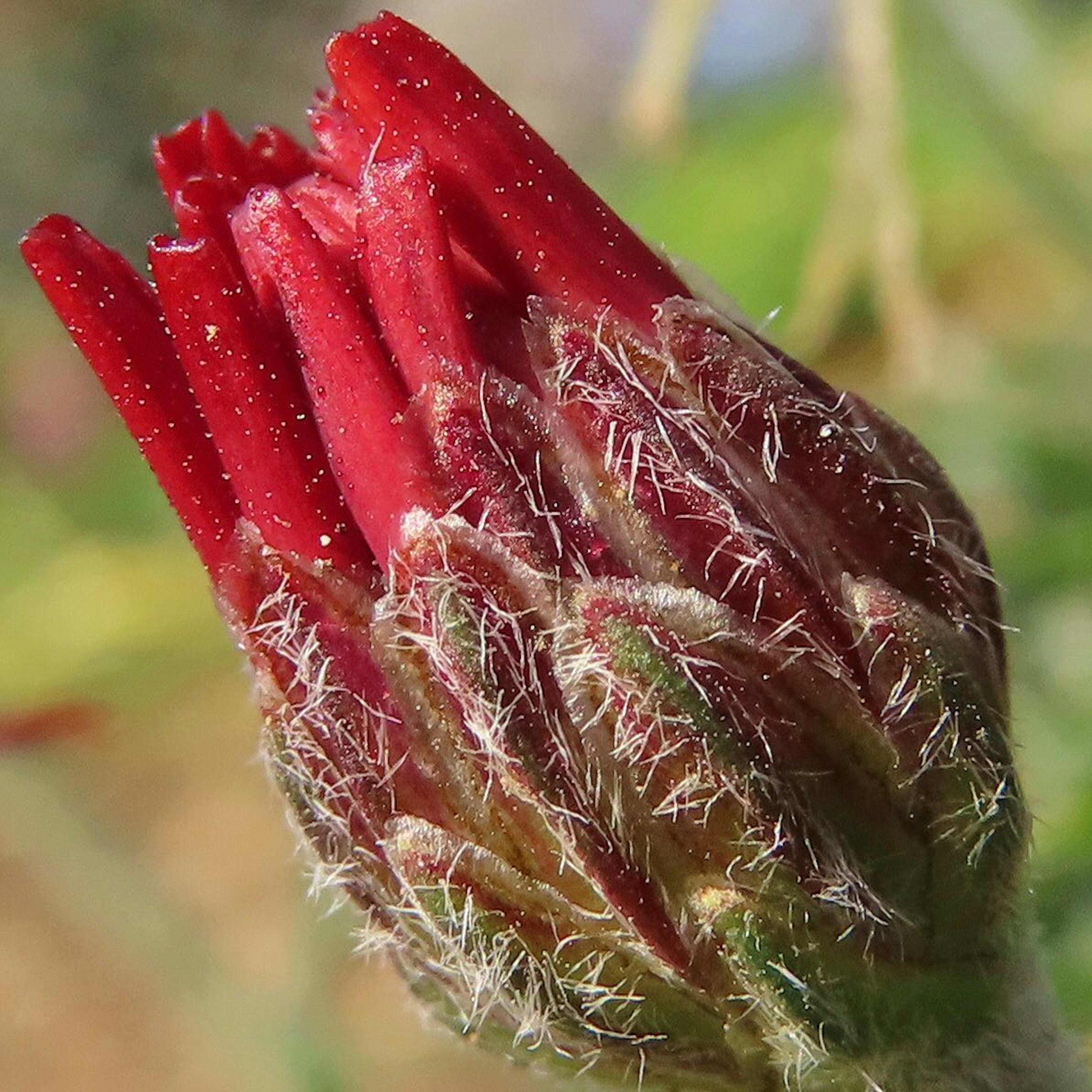 Brote de flor roja cubierto de pelos finos